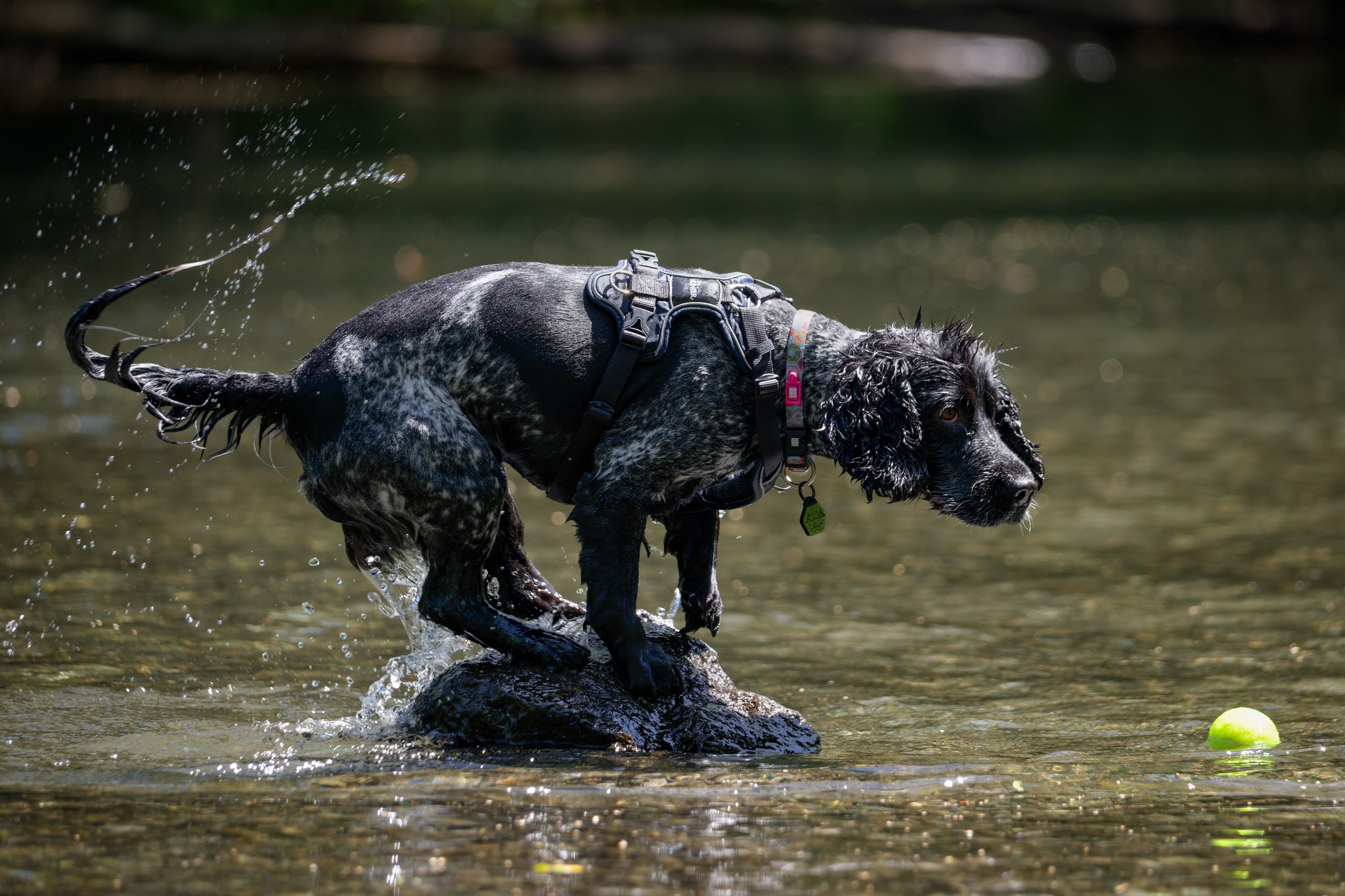 Photo inspiration: Mainly For Dogs Reference: Mainly Dogs