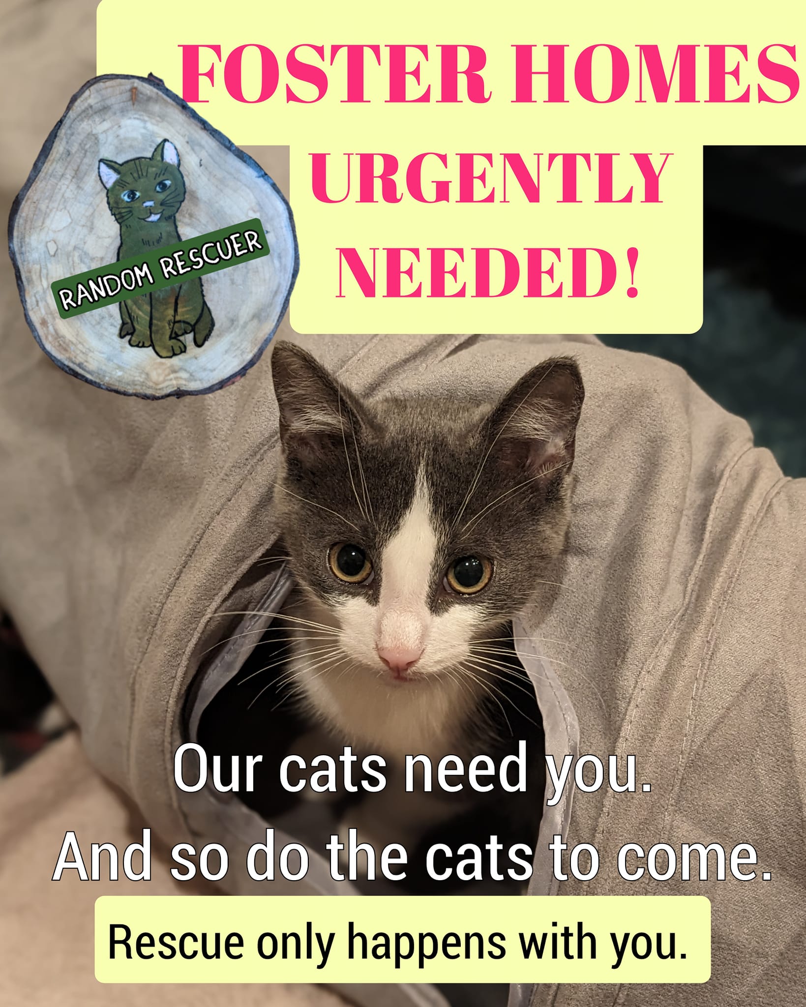Random Rescuer - ⏳🚨🙏🏻CAN YOU HELP BY FOSTERING? Location:... | Facebook