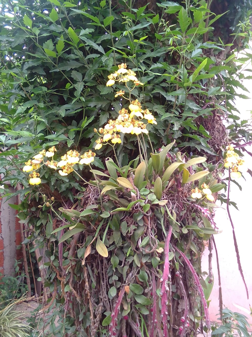 El Rincón de LILY