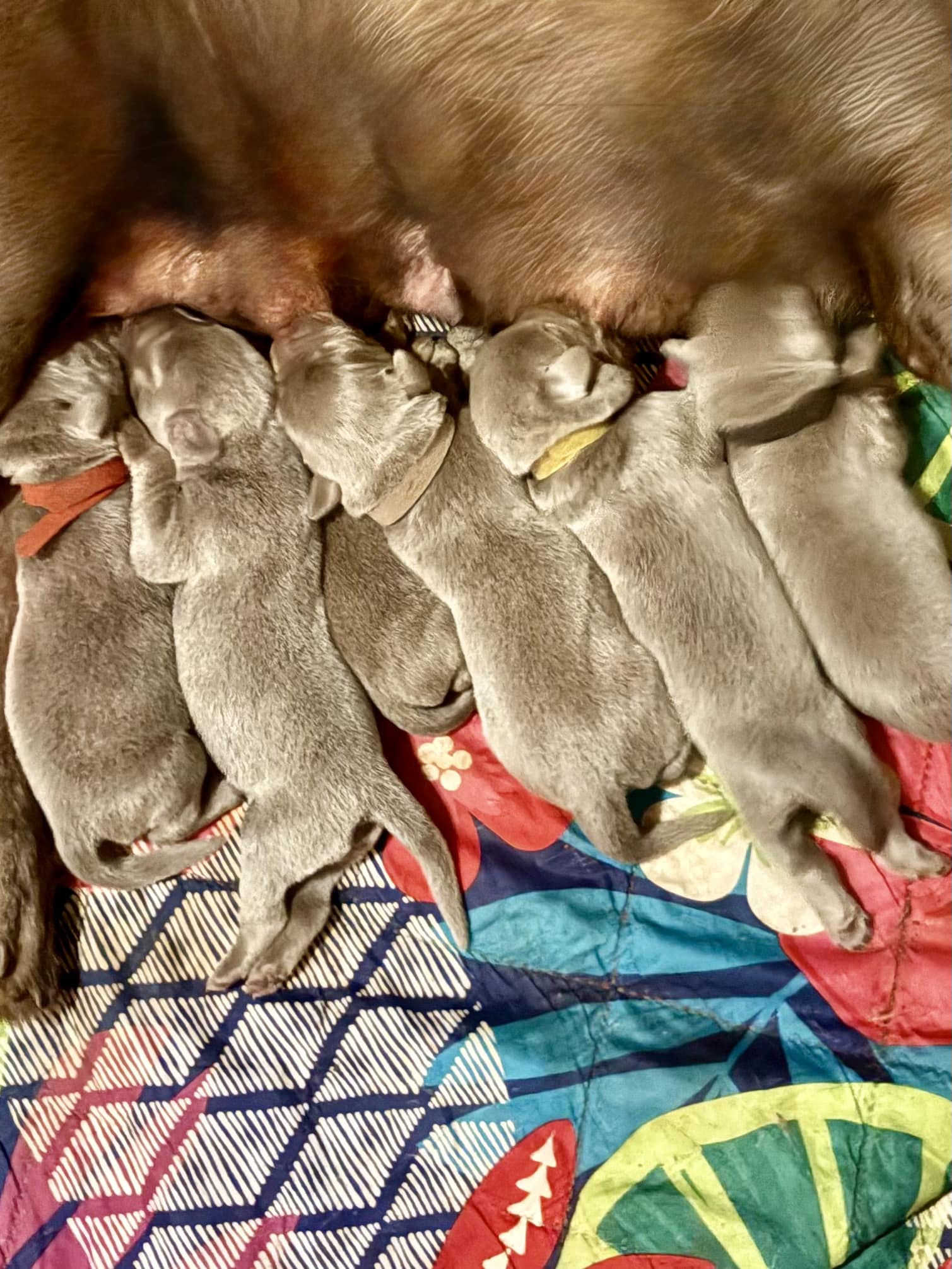 Kickapoo - Introducing the 9 newest additions to Kickapoo Springs ...