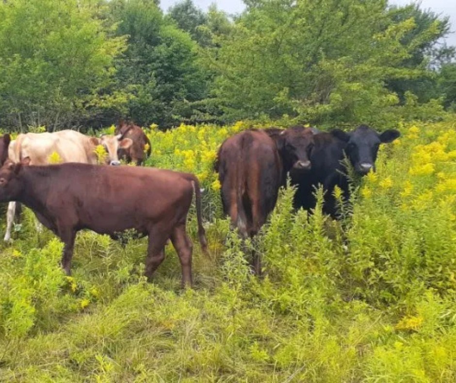 Greenfields - What does free-range really mean? 🌱🐄🐑 Free-range cattle ...