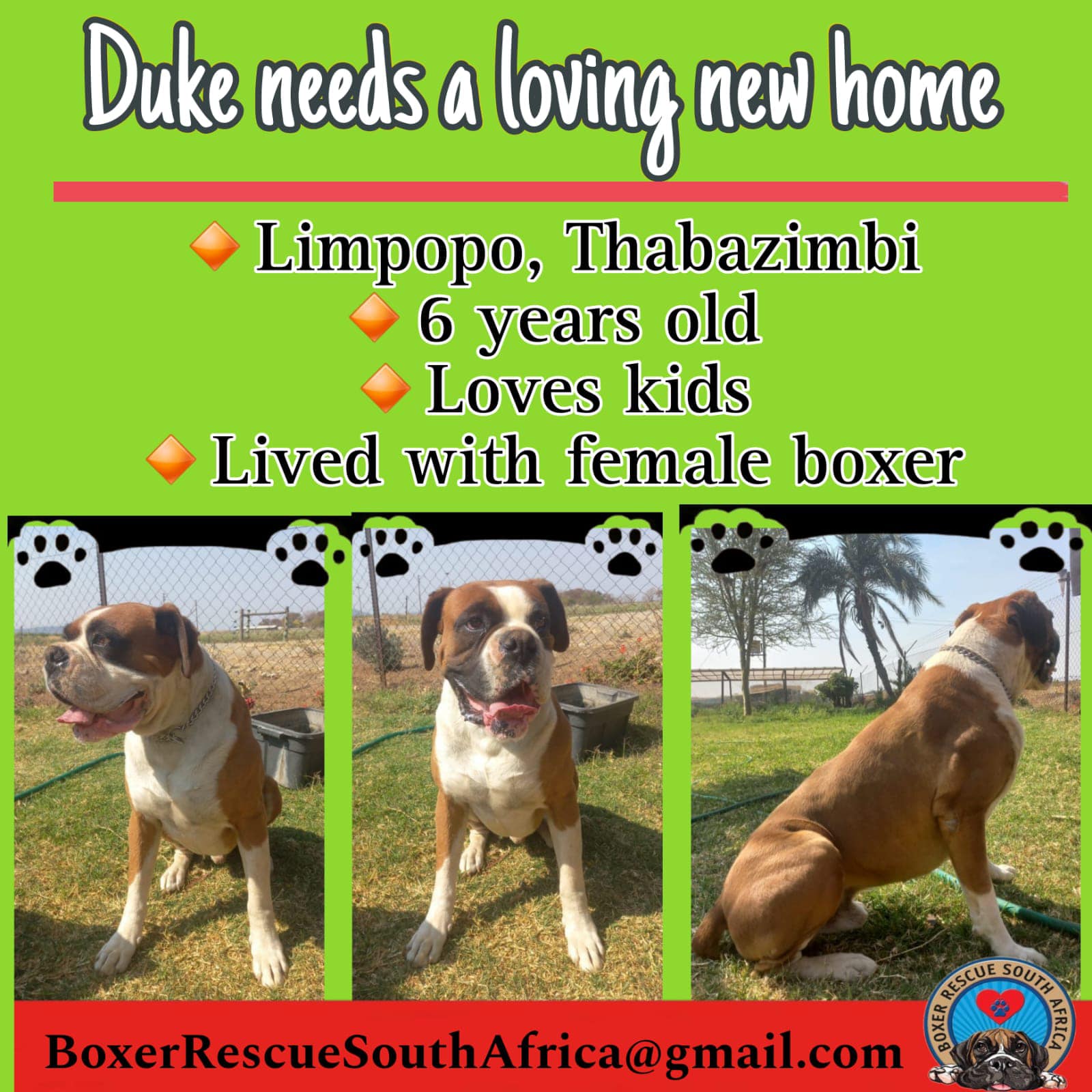 Boxer Rescue South Africa