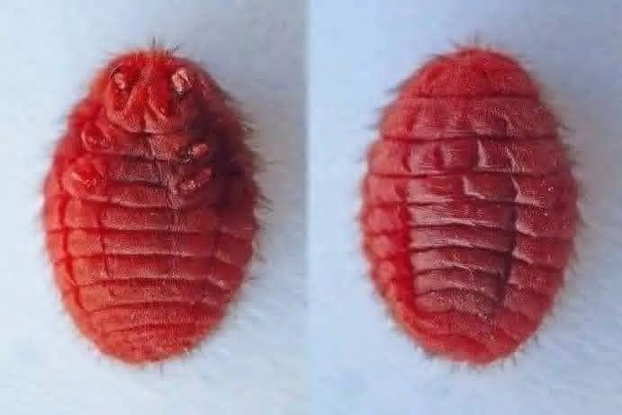 Birds - Meet the insect you probably didn’t know you’re eating. Here ...