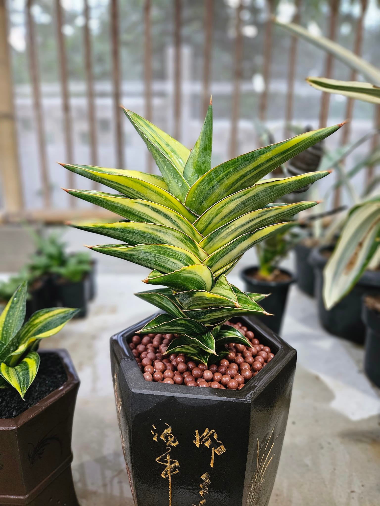 サンスベリア Sansevieria Pingren Variegated Sansevieria Pingren Variegated