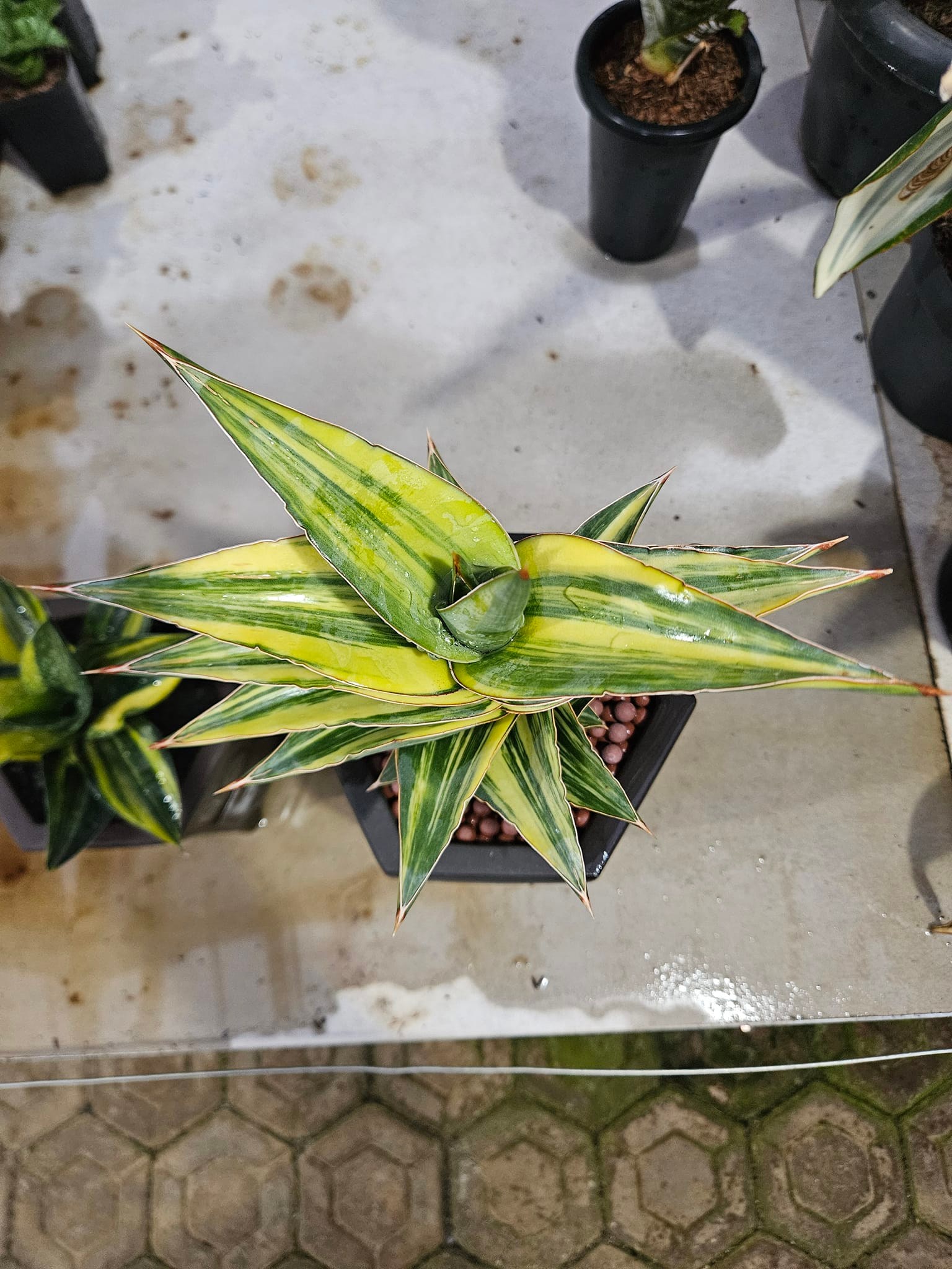 Sansevieria Pingren Variegated