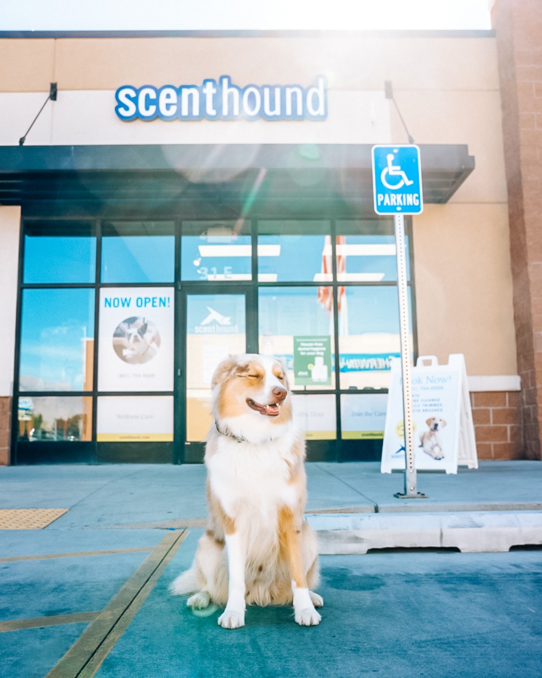 Scenthound | San Diego CA