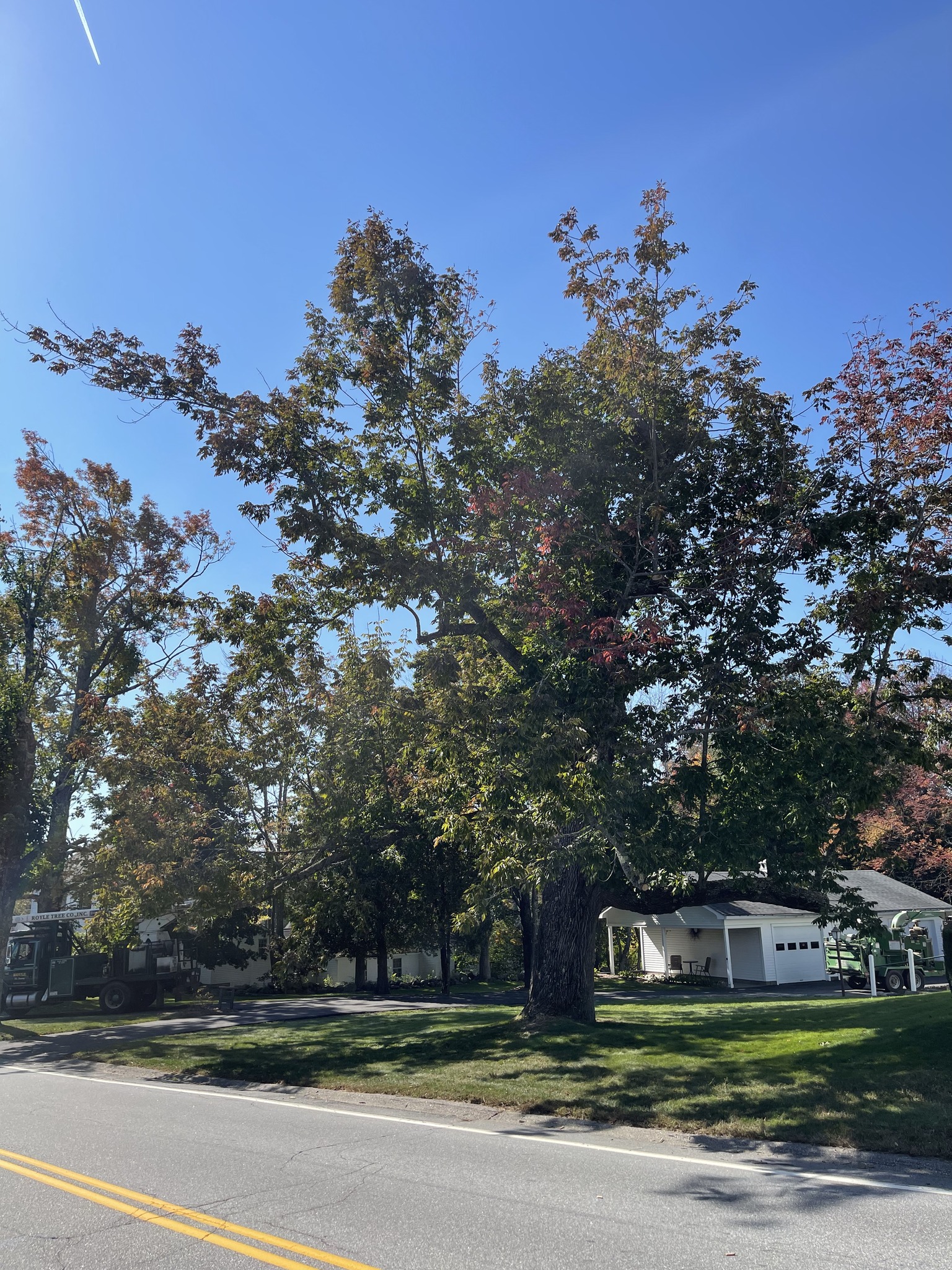 Royle Tree Company, Inc. | Sanbornville NH