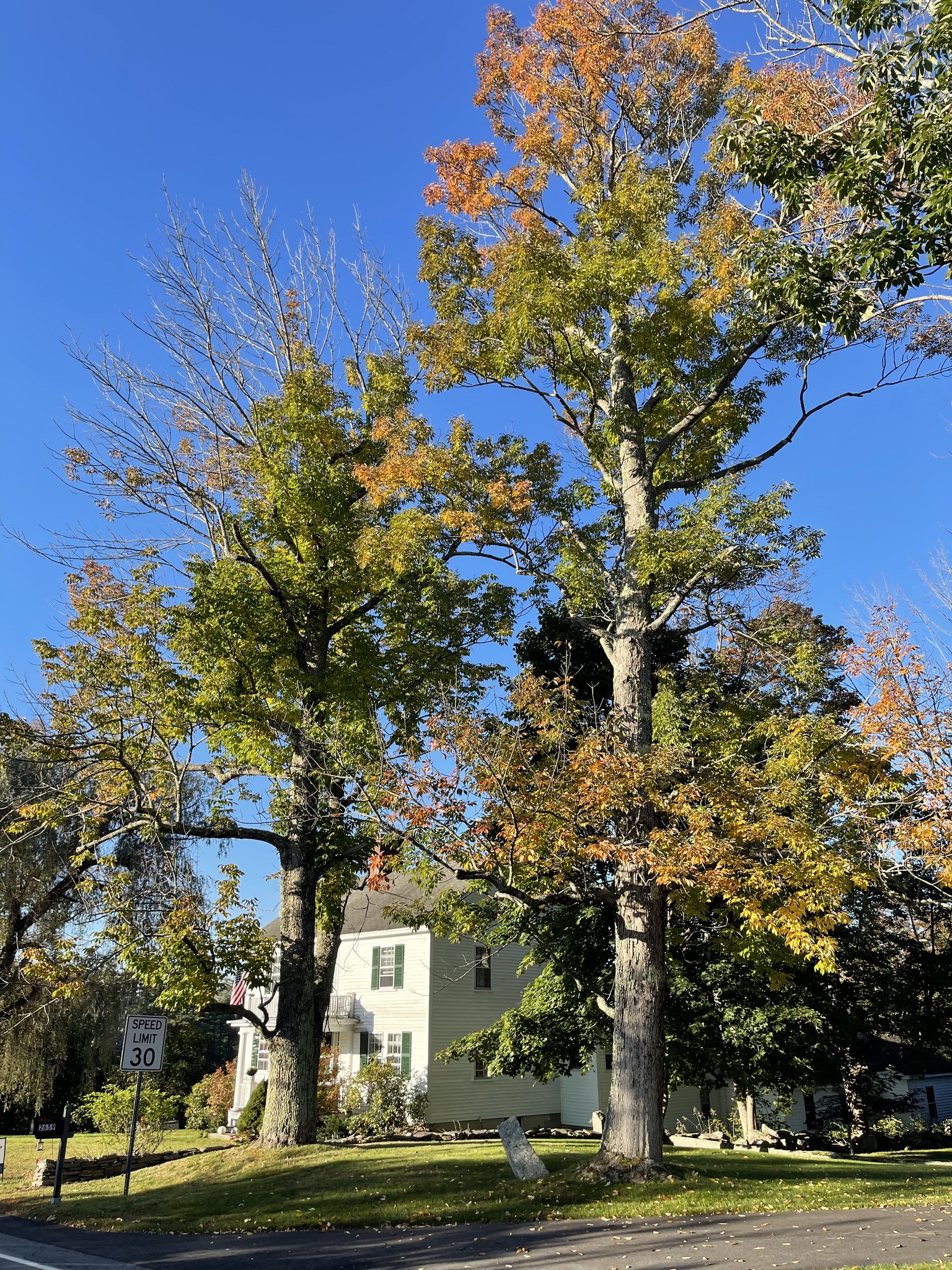 Royle Tree Company, Inc. | Sanbornville NH