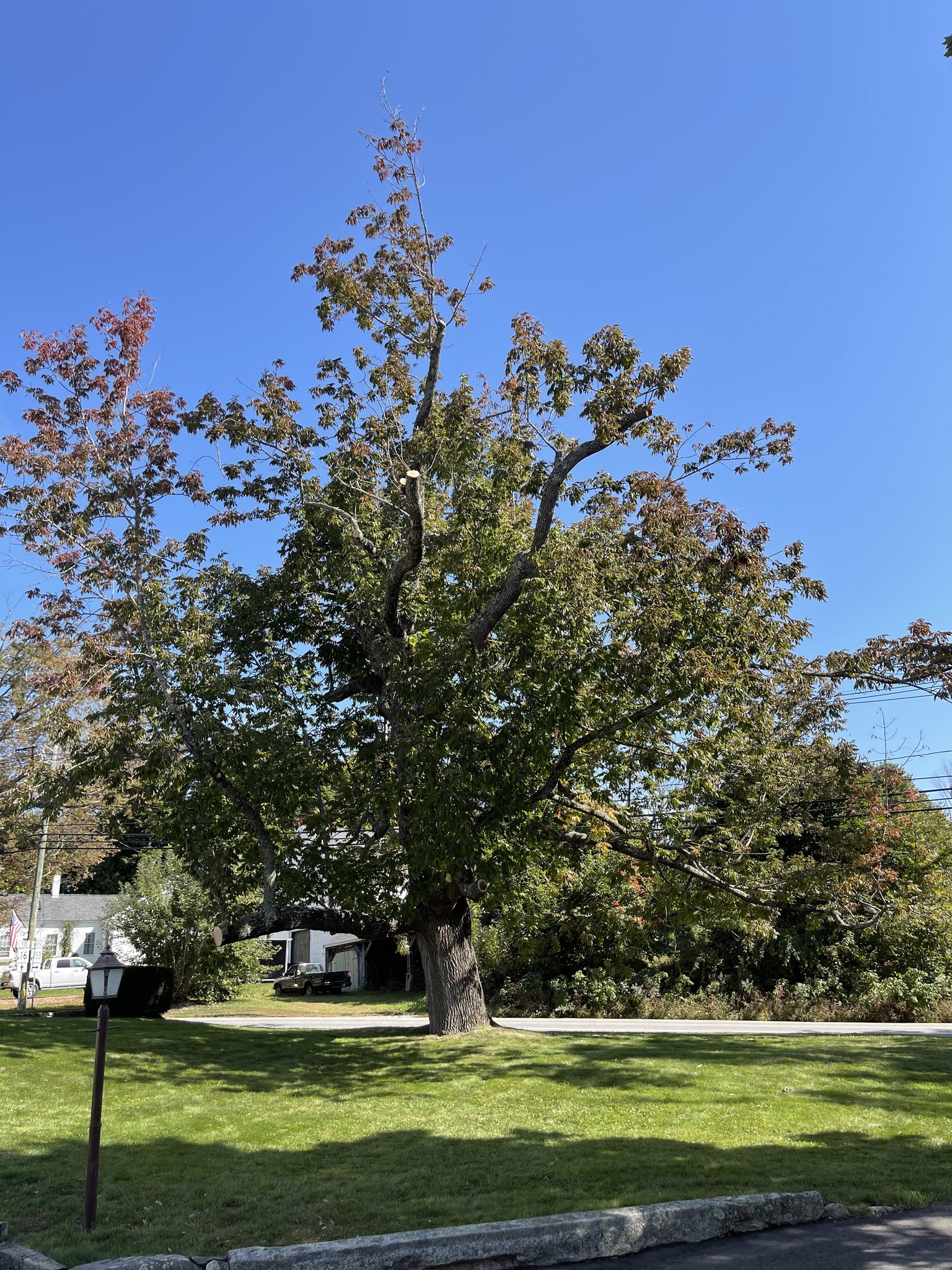 Royle Tree Company, Inc. | Sanbornville NH