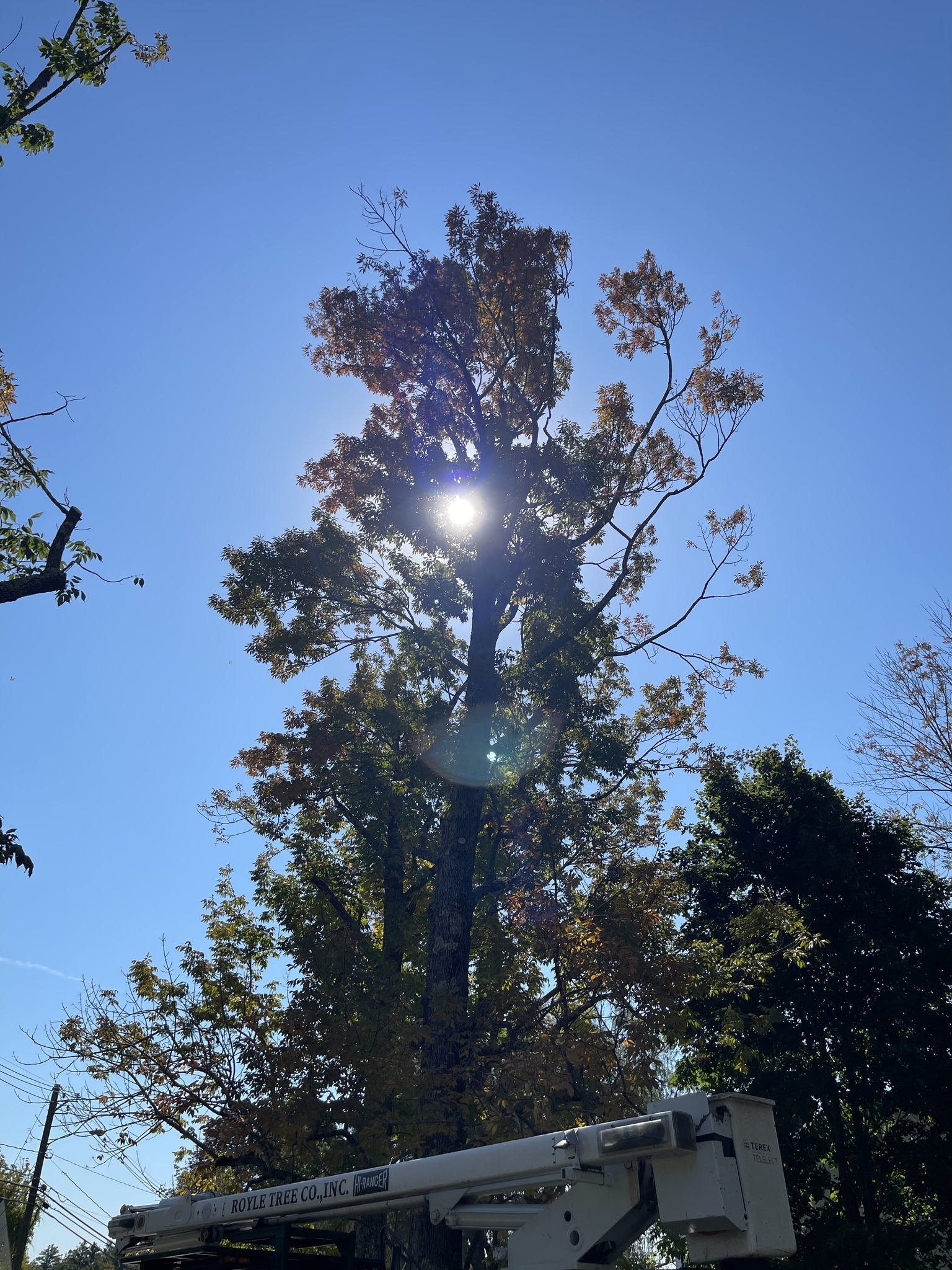 Royle Tree Company, Inc. | Sanbornville NH