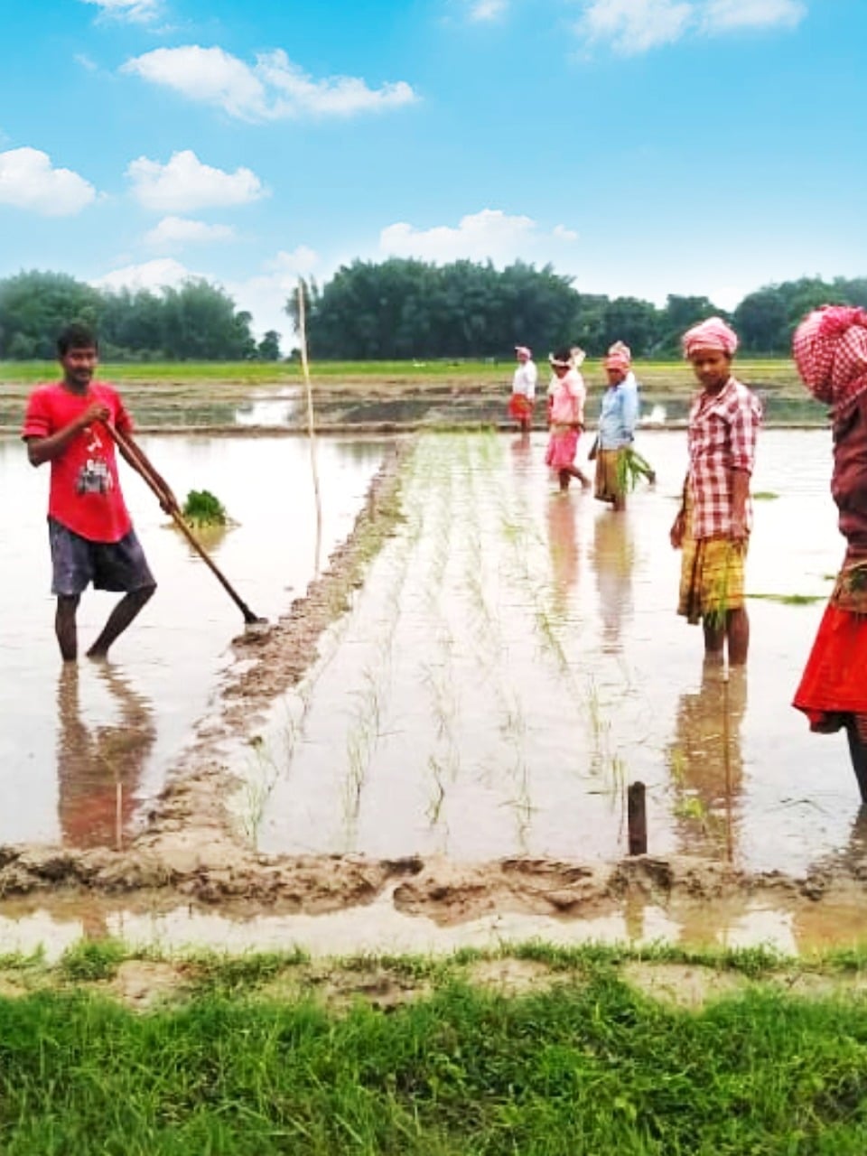 The rice sowing season is here and our hardworking farmers are at work ...