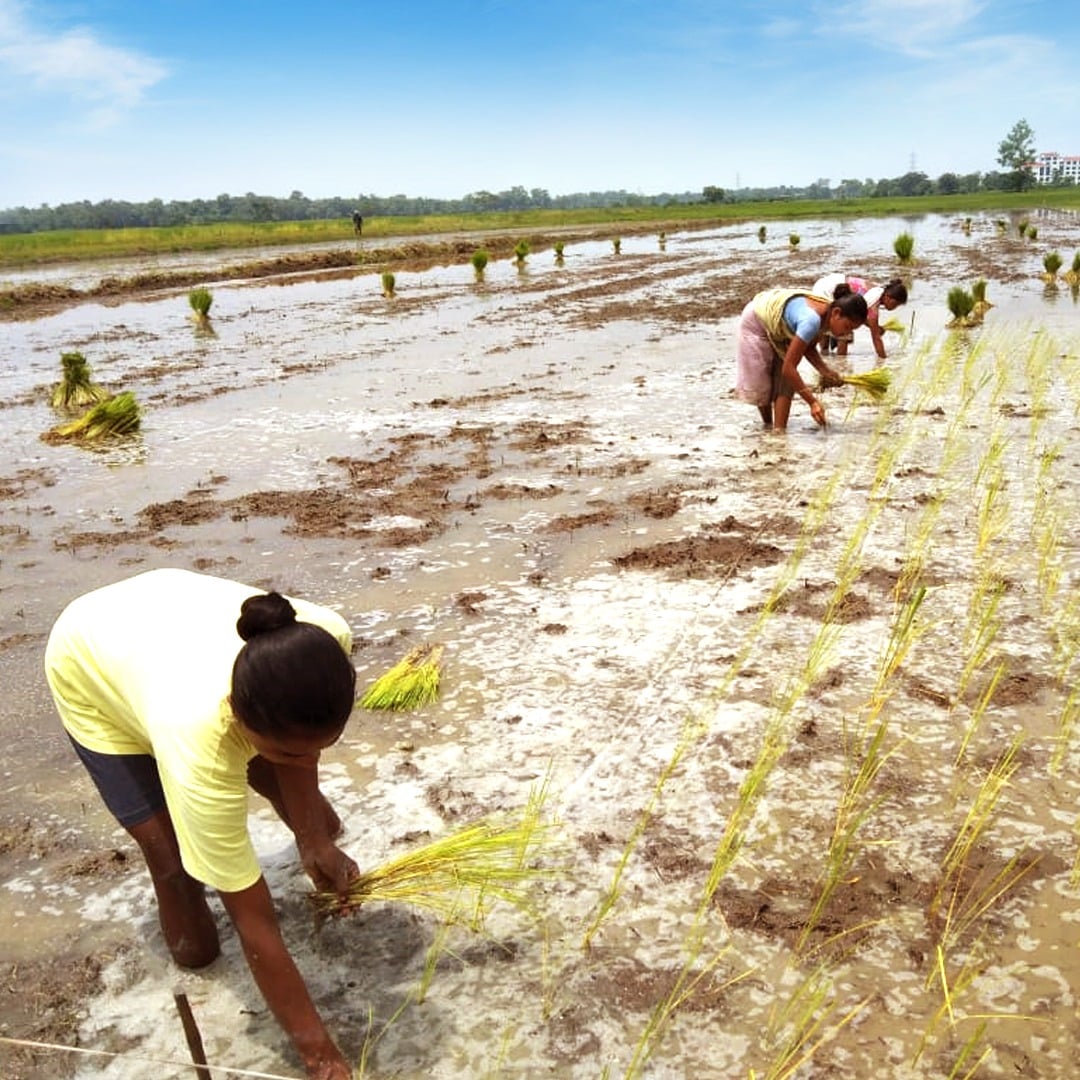The rice sowing season is here and our hardworking farmers are at work ...