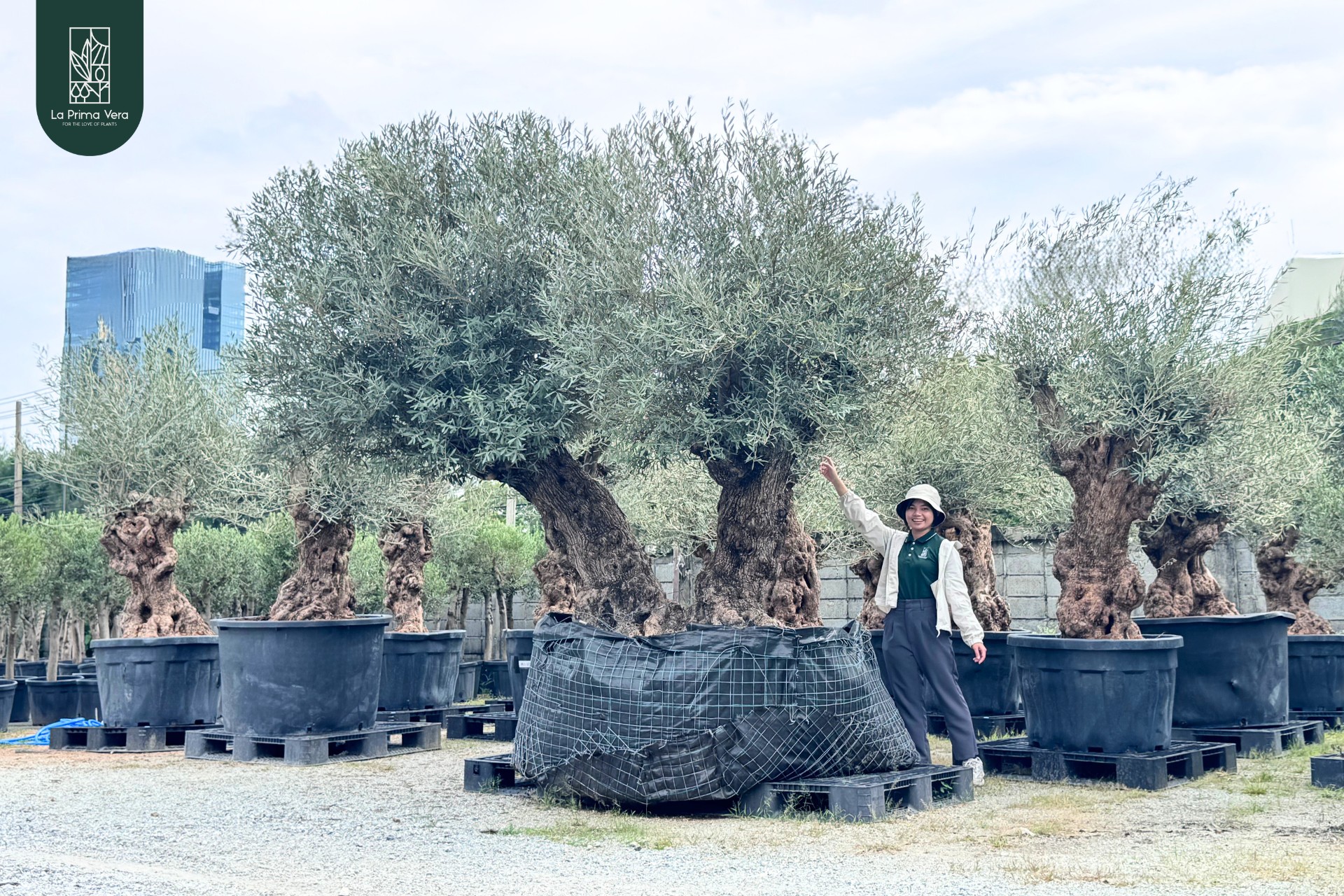 La Prima Vera : ลา พรีมา เวร่า - Olive Tree ต้นโอลีฟ มะกอก นำเข้าจาก ...