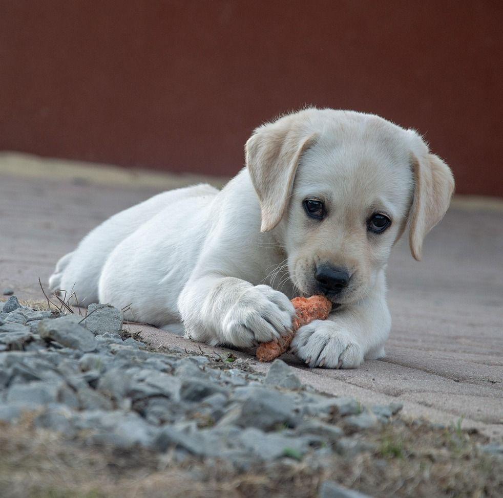 Labrador Lovers Group | Let's welcome our new members | Facebook
