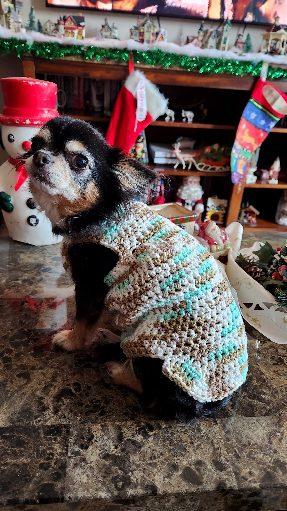 I need recommendations on some super easy Chihuahua sweater(edited