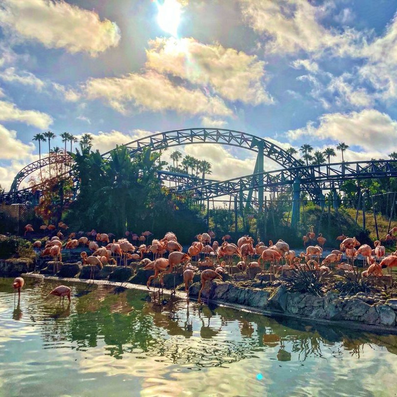 ☀️ + 🦩 + 🎢 = 🥰 📸: @mid_course_thrills - SeaWorld San Diego