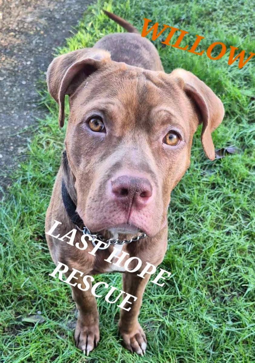 LAST HOPE ANIMAL RESCUE | Facebook
