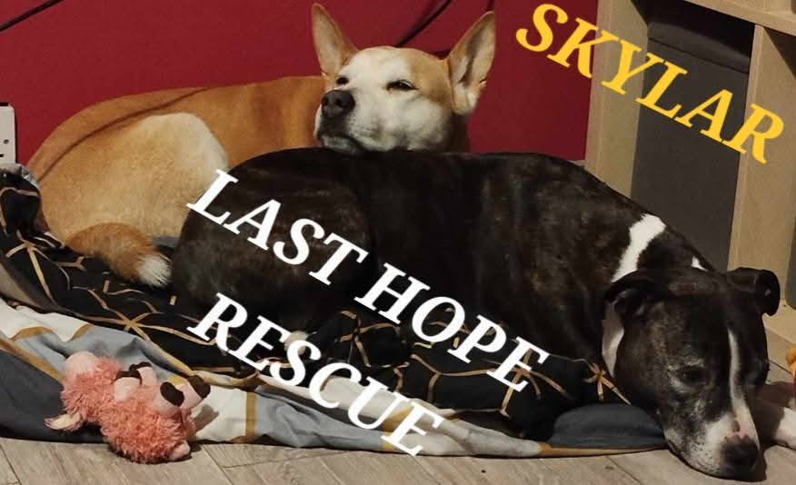 LAST HOPE ANIMAL RESCUE | Facebook