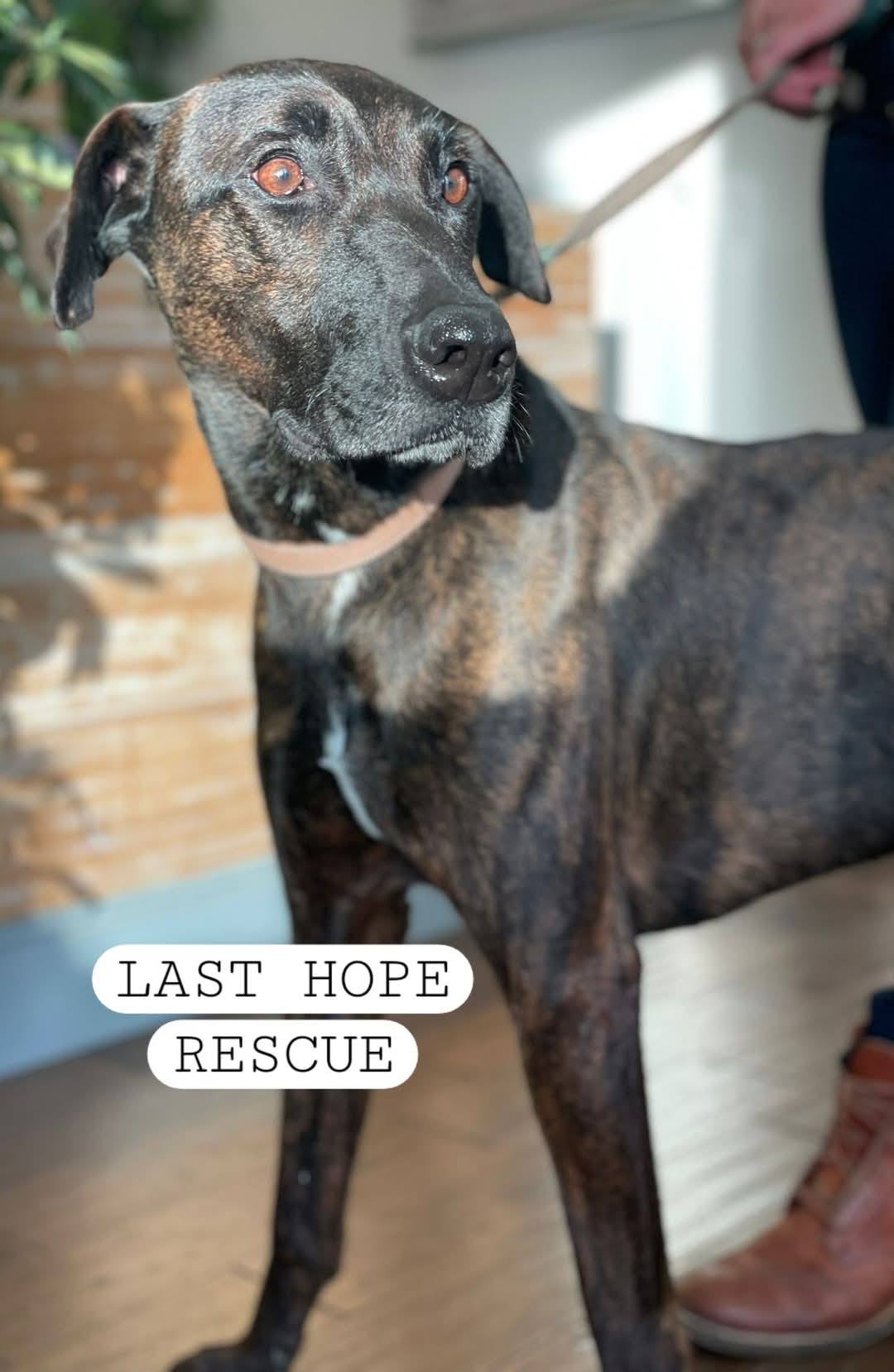 LAST HOPE ANIMAL RESCUE | Facebook