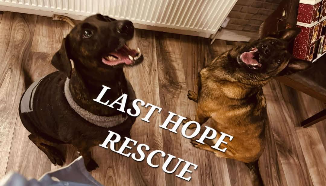 LAST HOPE ANIMAL RESCUE | Facebook