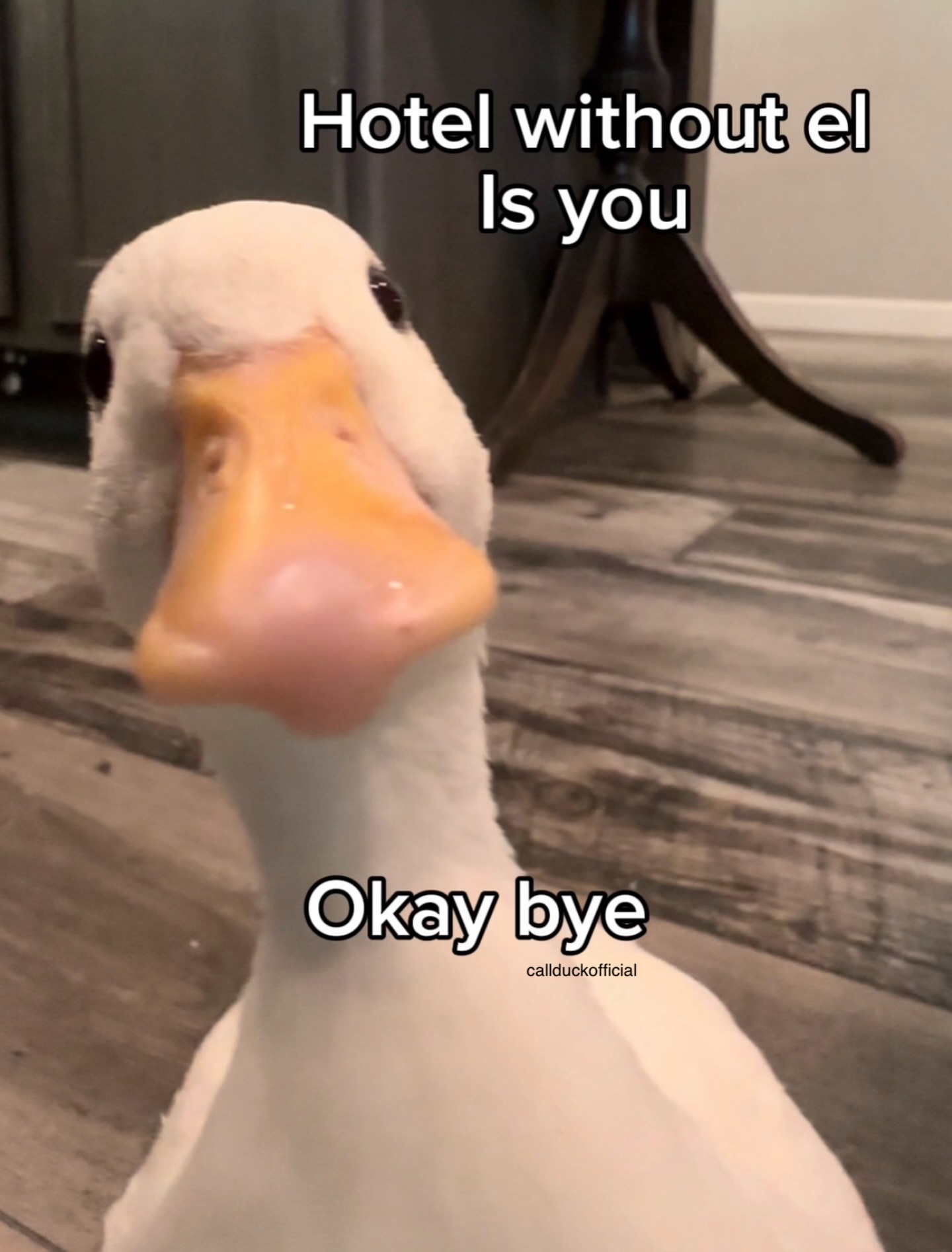 Callduckoffical - Duck rizz | Facebook
