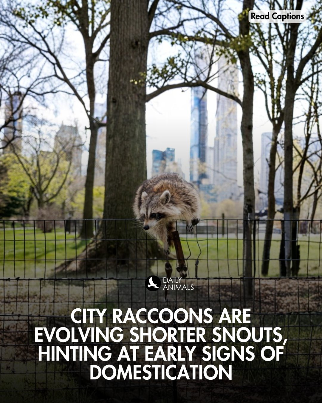 Daily Animals - A new study finds raccoons living in U.S.... | Facebook