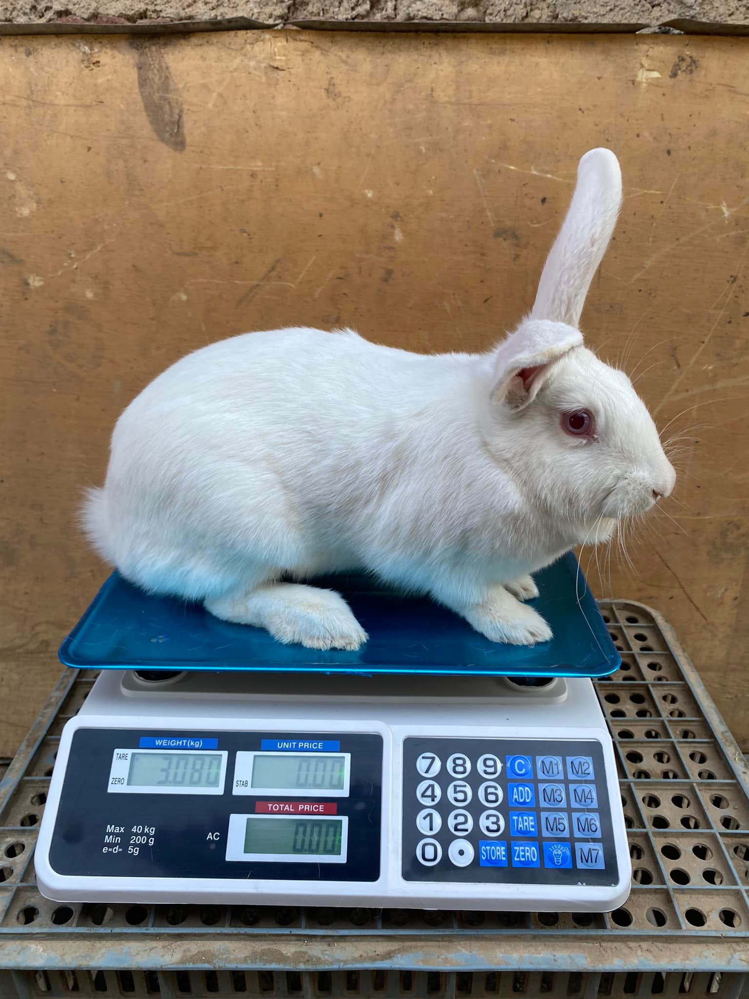 Organik Rabbits | Harare