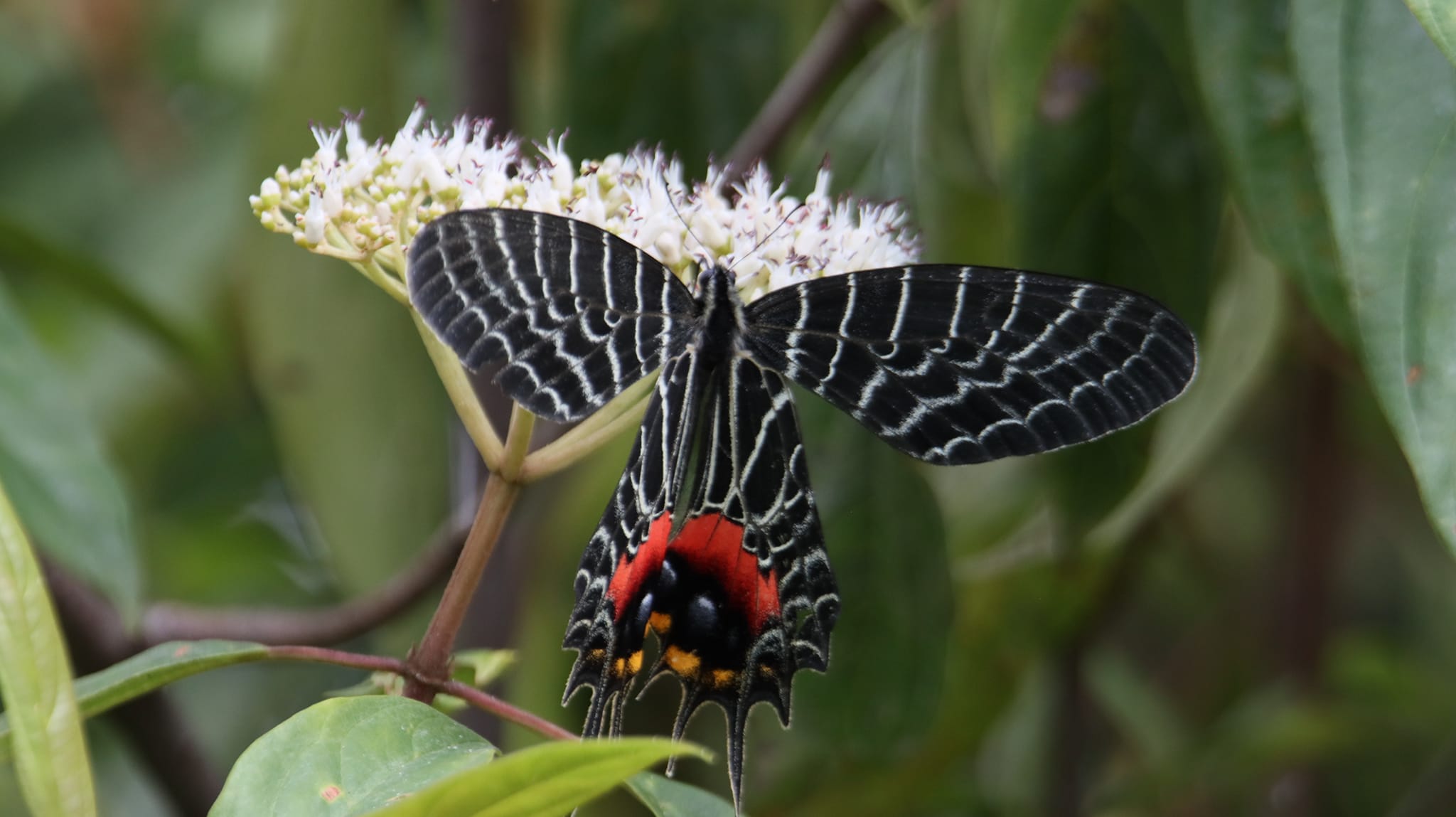 Many shots, both in India and in Bhutan, of this wonderful