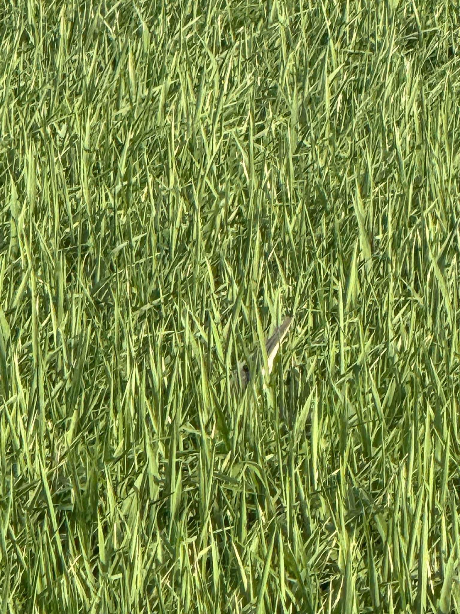 Bitterns - 👀 Look at this sneak! The bitterns are arriving as the rice ...