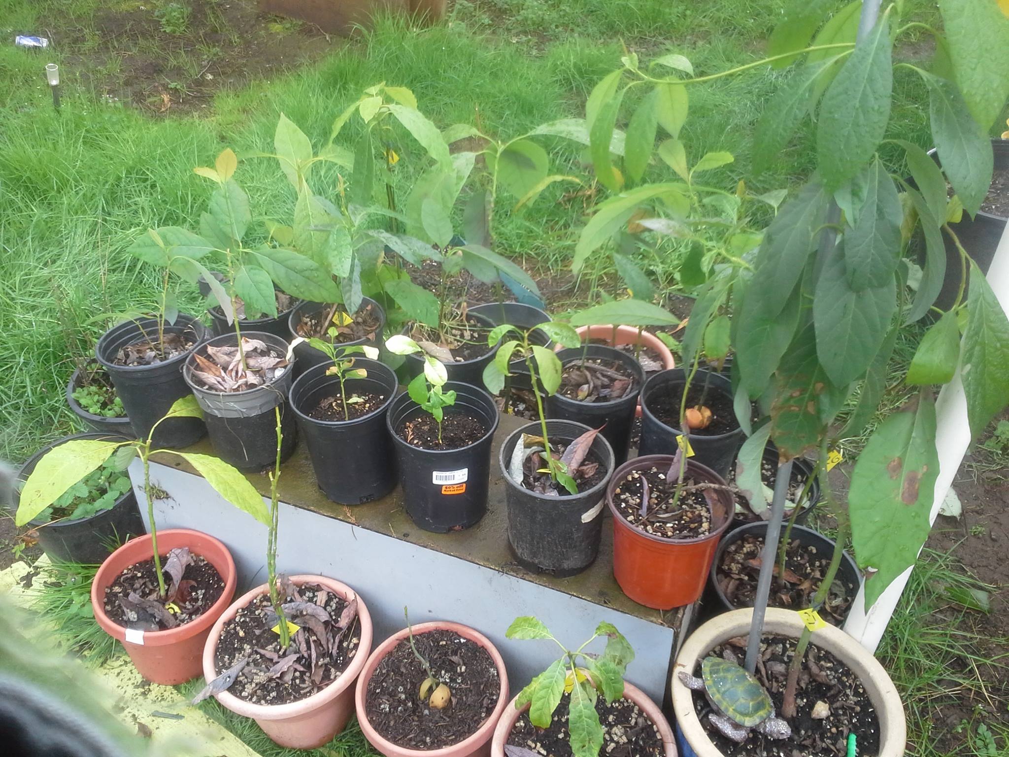 Growing Avocados in Oregon