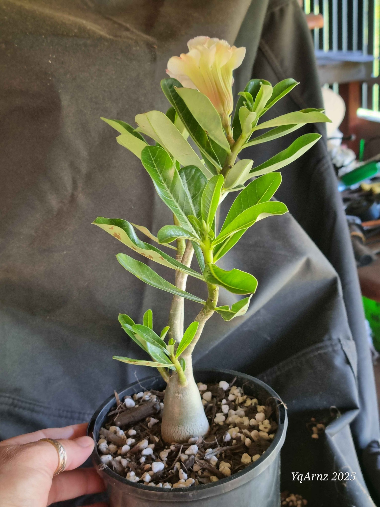 DOUBLE Extra petals ~ Hybrid Adenium Obesum Seedling aka Desert Rose ...