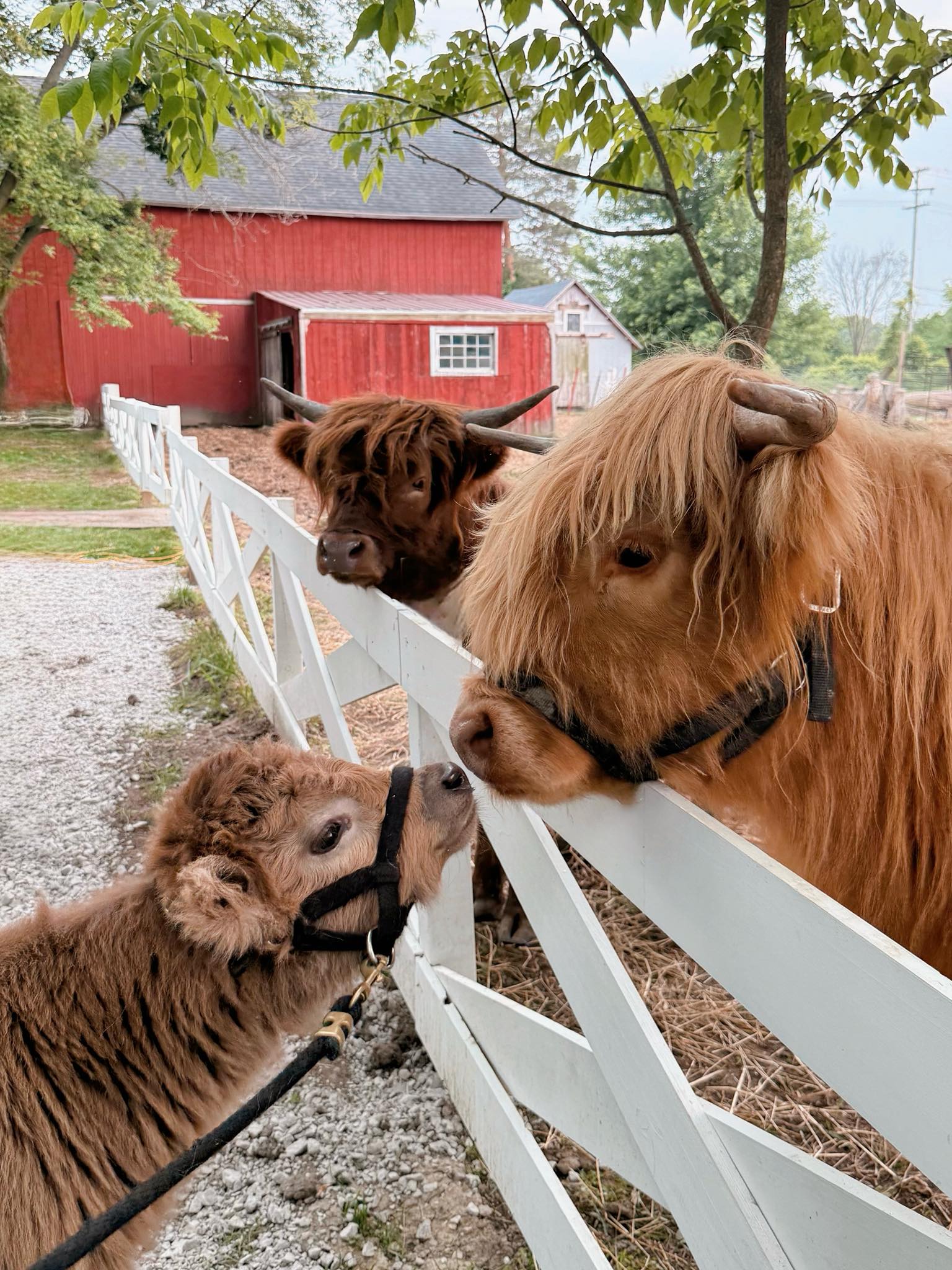 Sharp - 🎉 NOW BOOKING 🎉 The Sharp Farm Experience: Private Farm Tour ...
