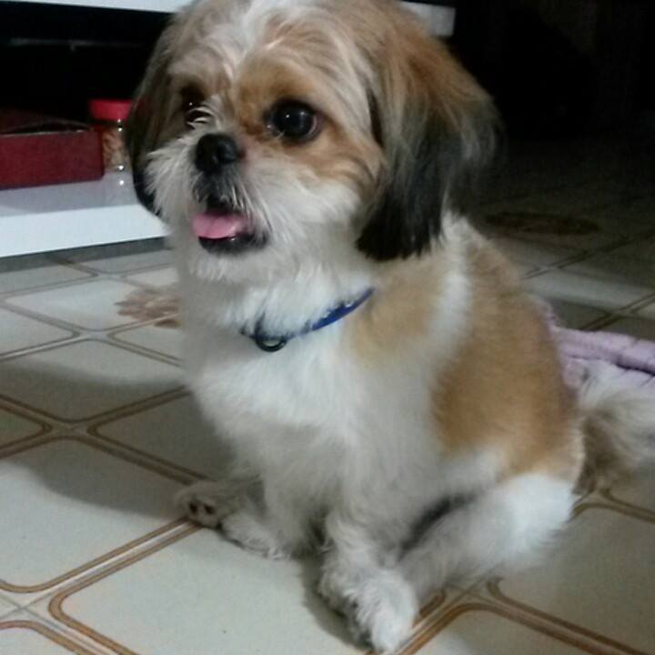 Cutie Pet Shop Rawang Selangor