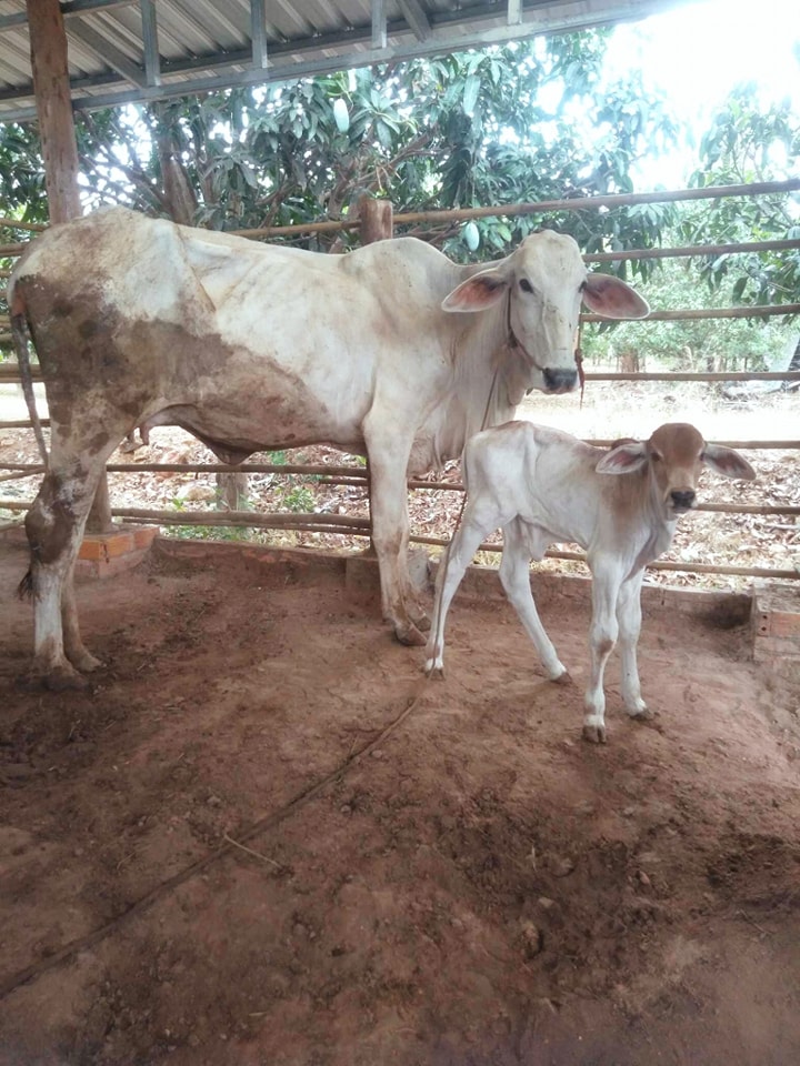 VM Cattle Ranch កសិដ្ឋានចិញ្ចឹមគោ វីអឹម | Kampot