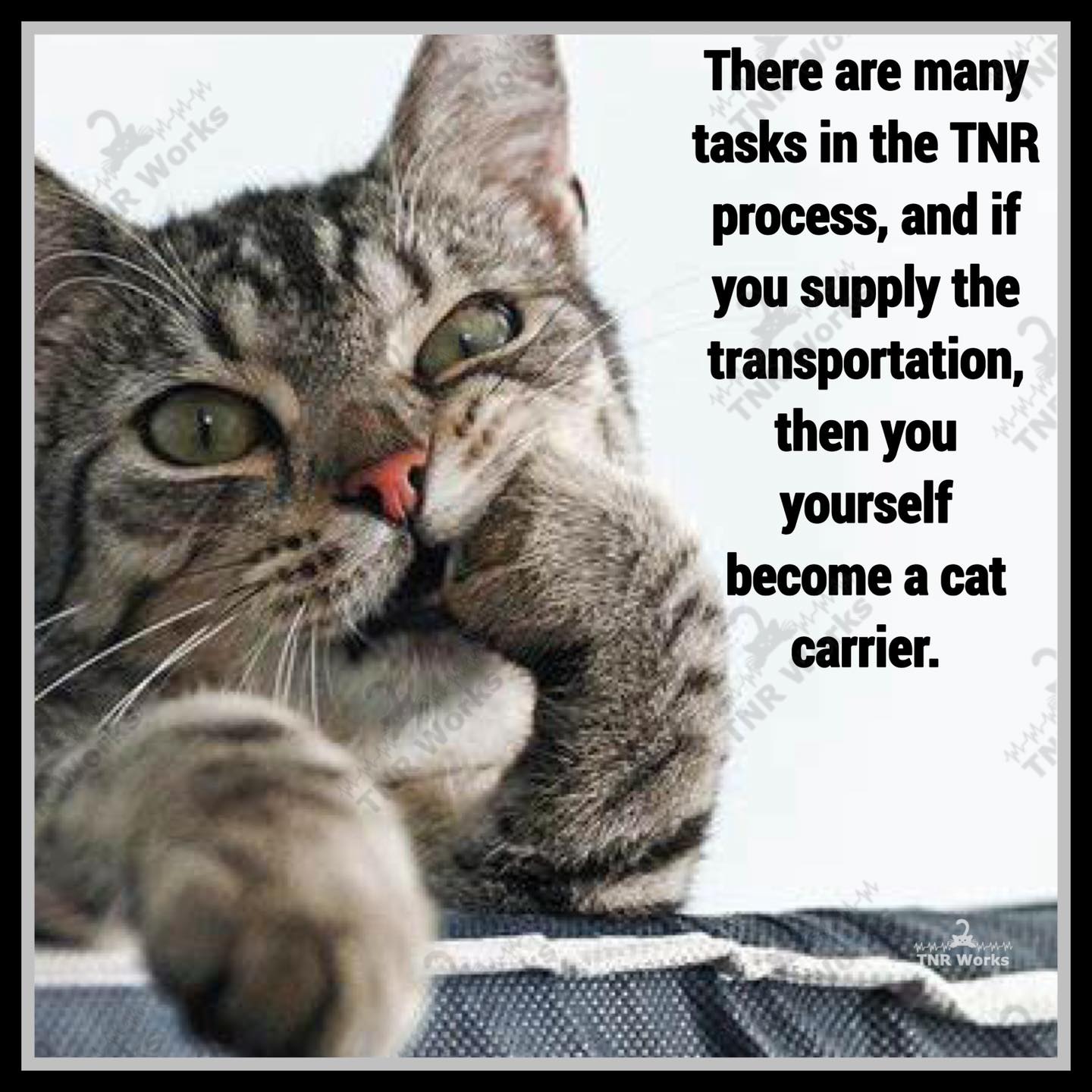 TNR Works | Facebook