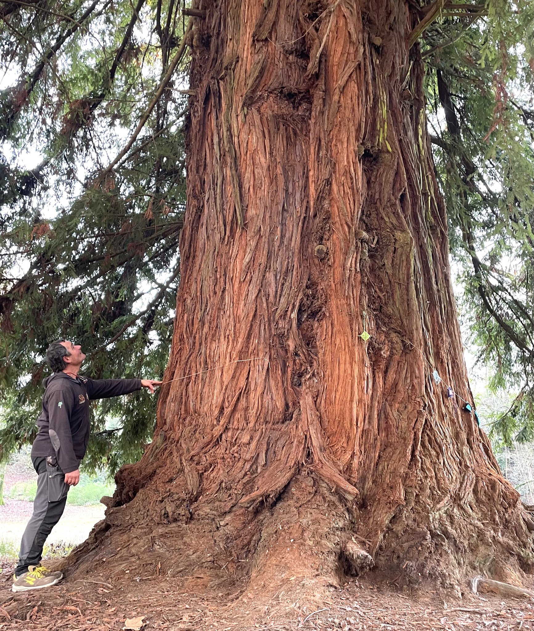 Albero di sequoia gigante adulto | Vettore Premium