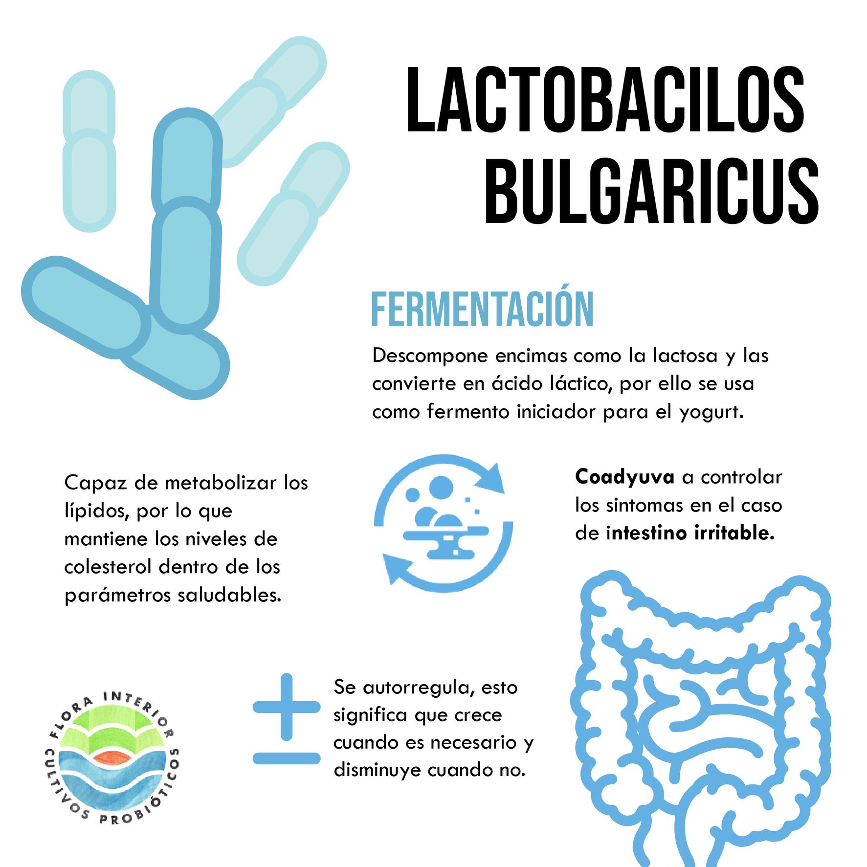 Flora interior - El Lactobacillus Bulgaricus es una de las...