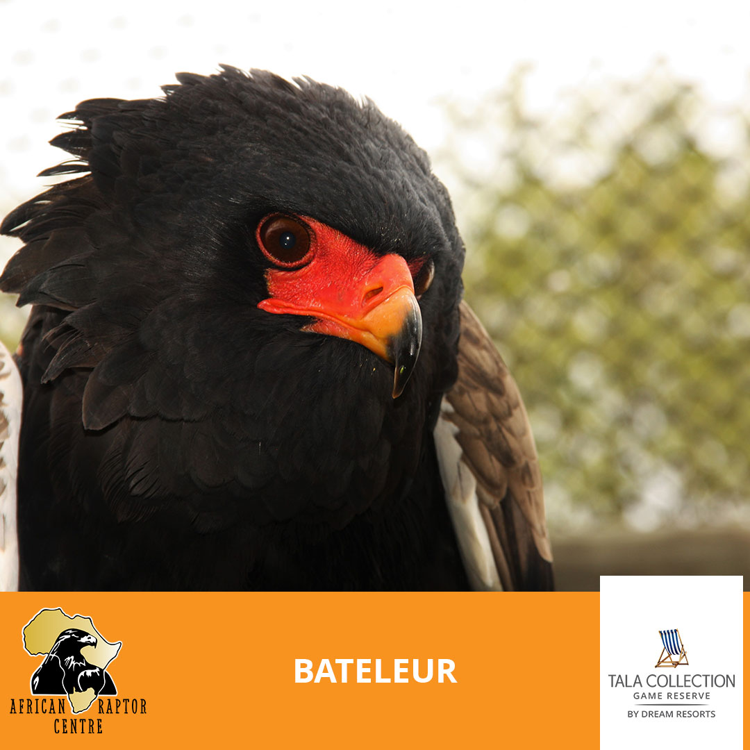 🦅🎉 Today is the day! The... - Tala Collection Game Reserve