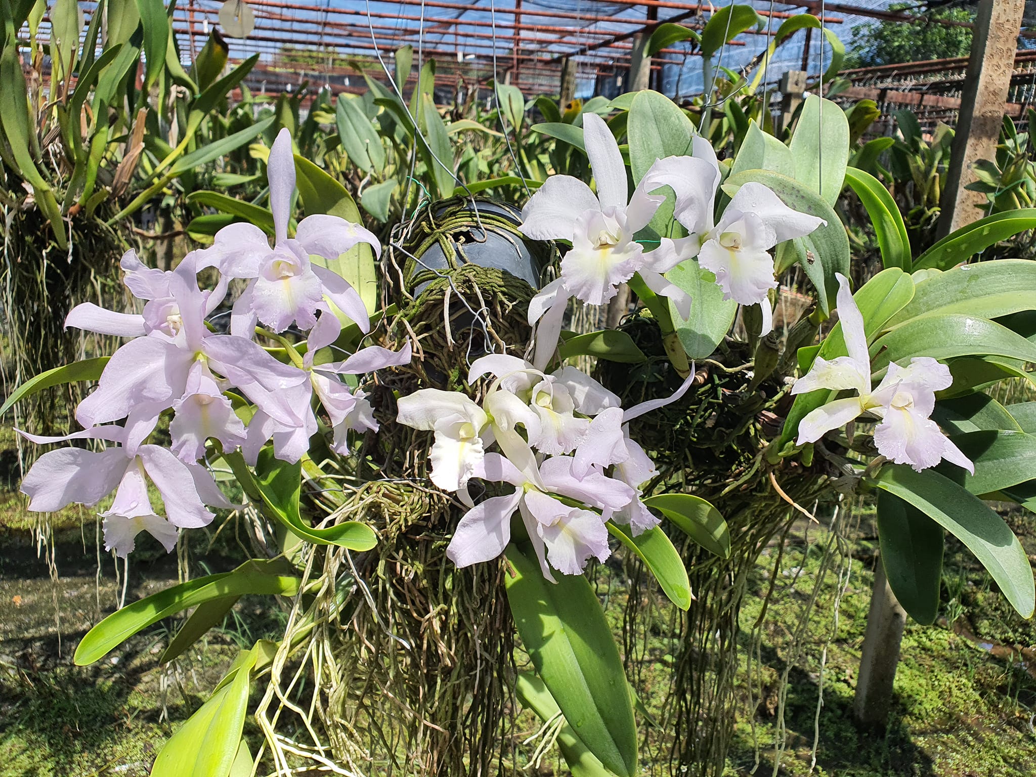 C. Sea Breeze “Blue Ribbon” (C. Warneri x C. Walkeriana)
