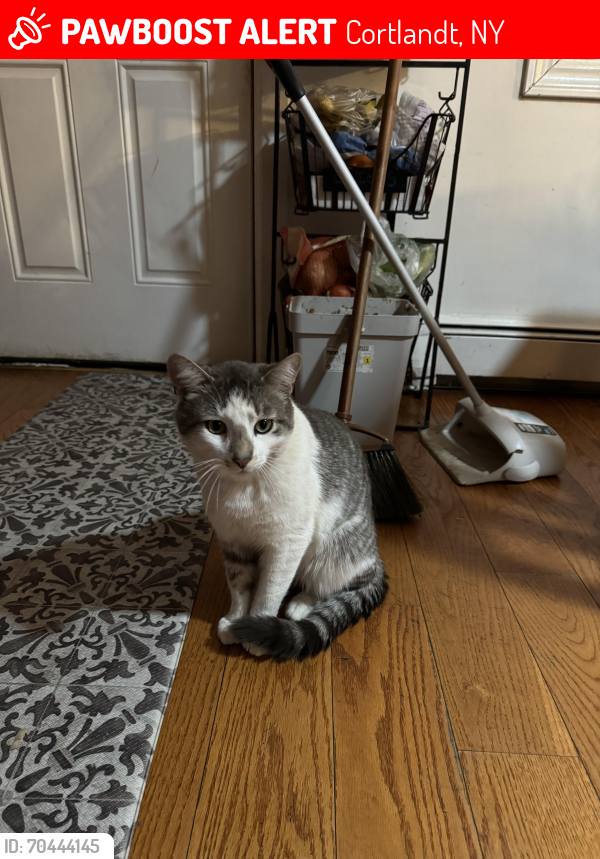 Little Orphan Animals - Peekskill, NY | Peekskill NY
