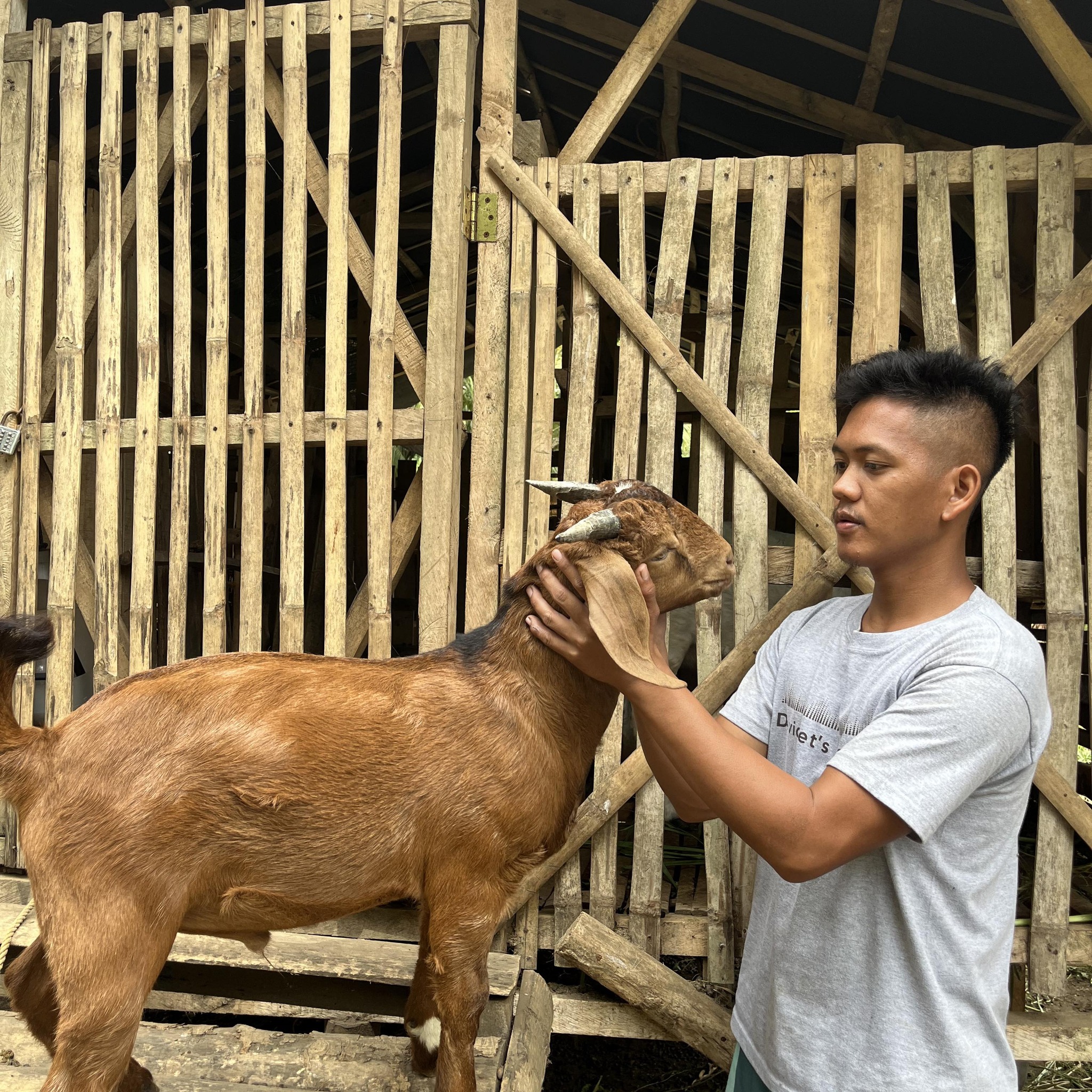 Available buck na black dappled .Baka para sa kambingan mo na ito ...