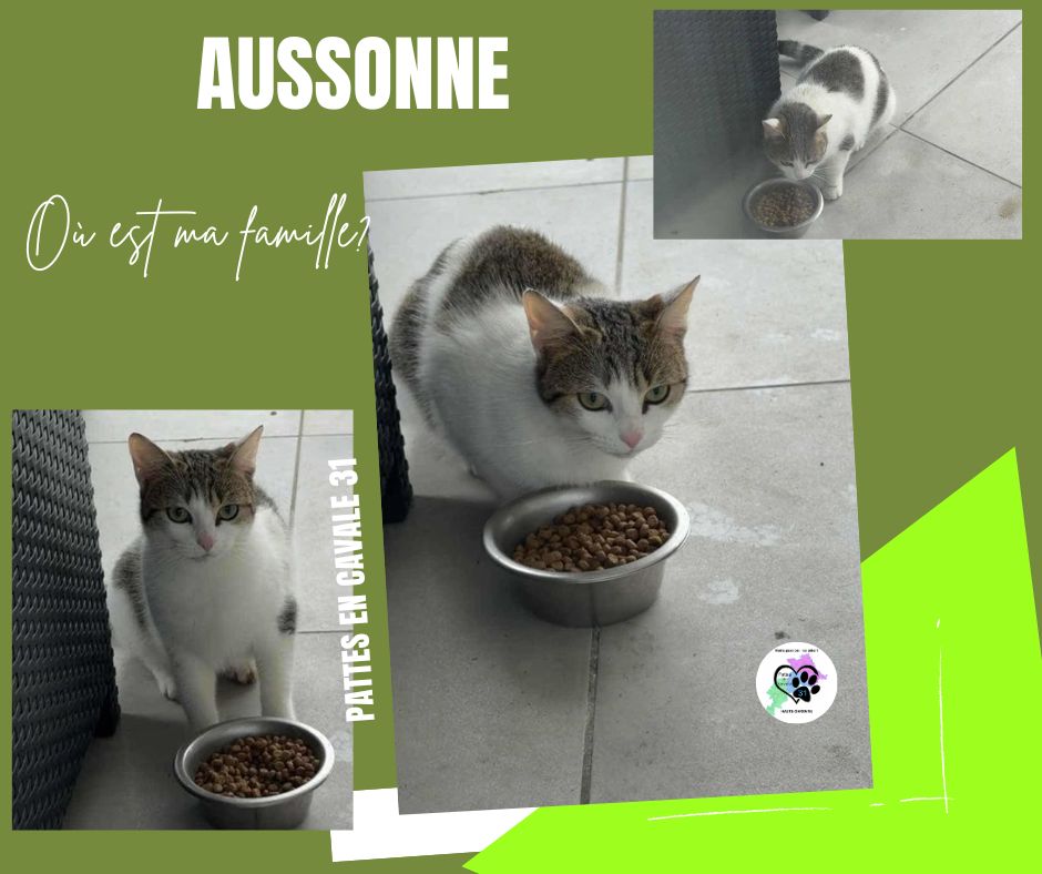 Pattes - 🚨 SA FAMILLE EST RECHERCHÉE Chat blanc et tabby maron marron ...