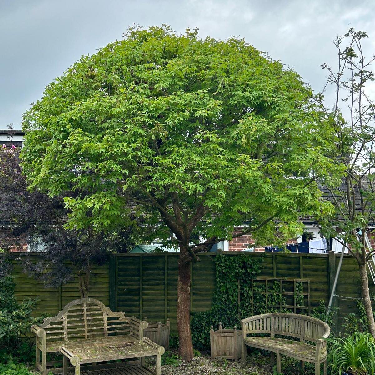 Lewis Tree Surgery | York