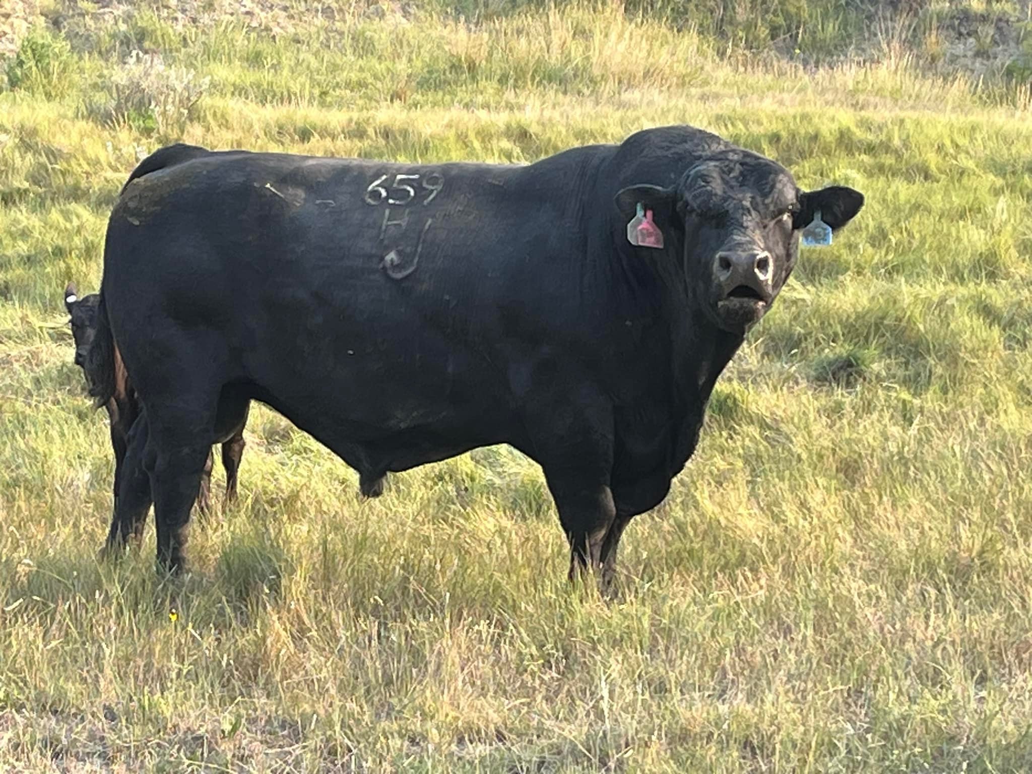 Big Sky Ranch Rodeo Finals