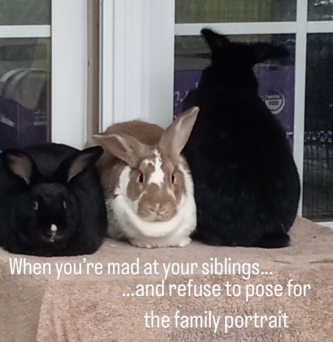 In honor of... - Rocky Mountain House Rabbit Rescue