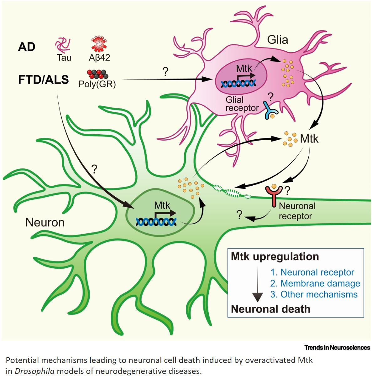 Science - Antimicrobial peptides in innate immunity, neuronal function ...