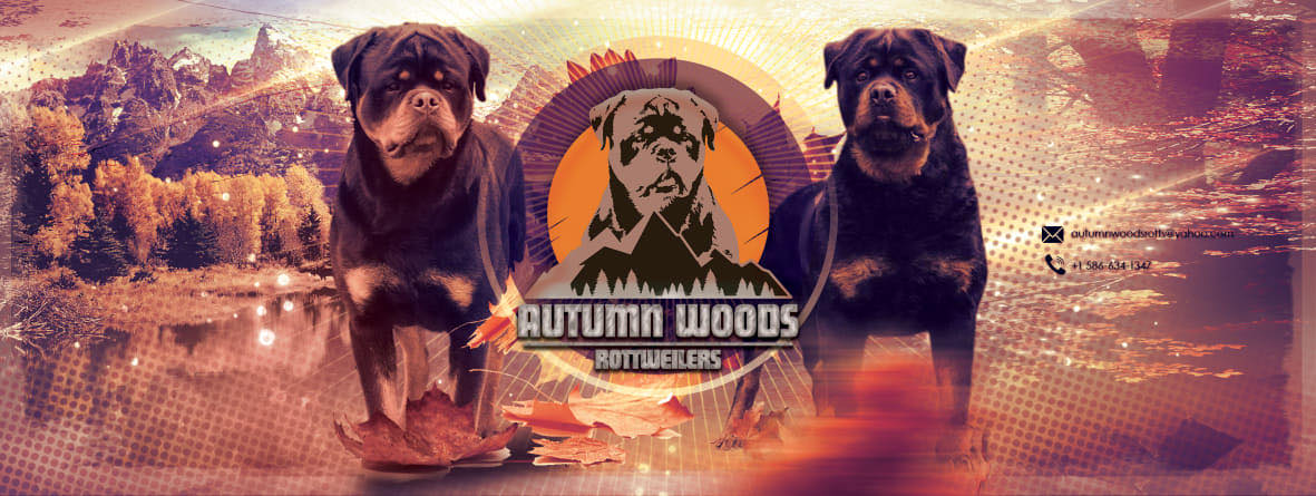 Pacheco Rottweilers - I can not Contain Myself!!! I’m Laughing So Hard ...