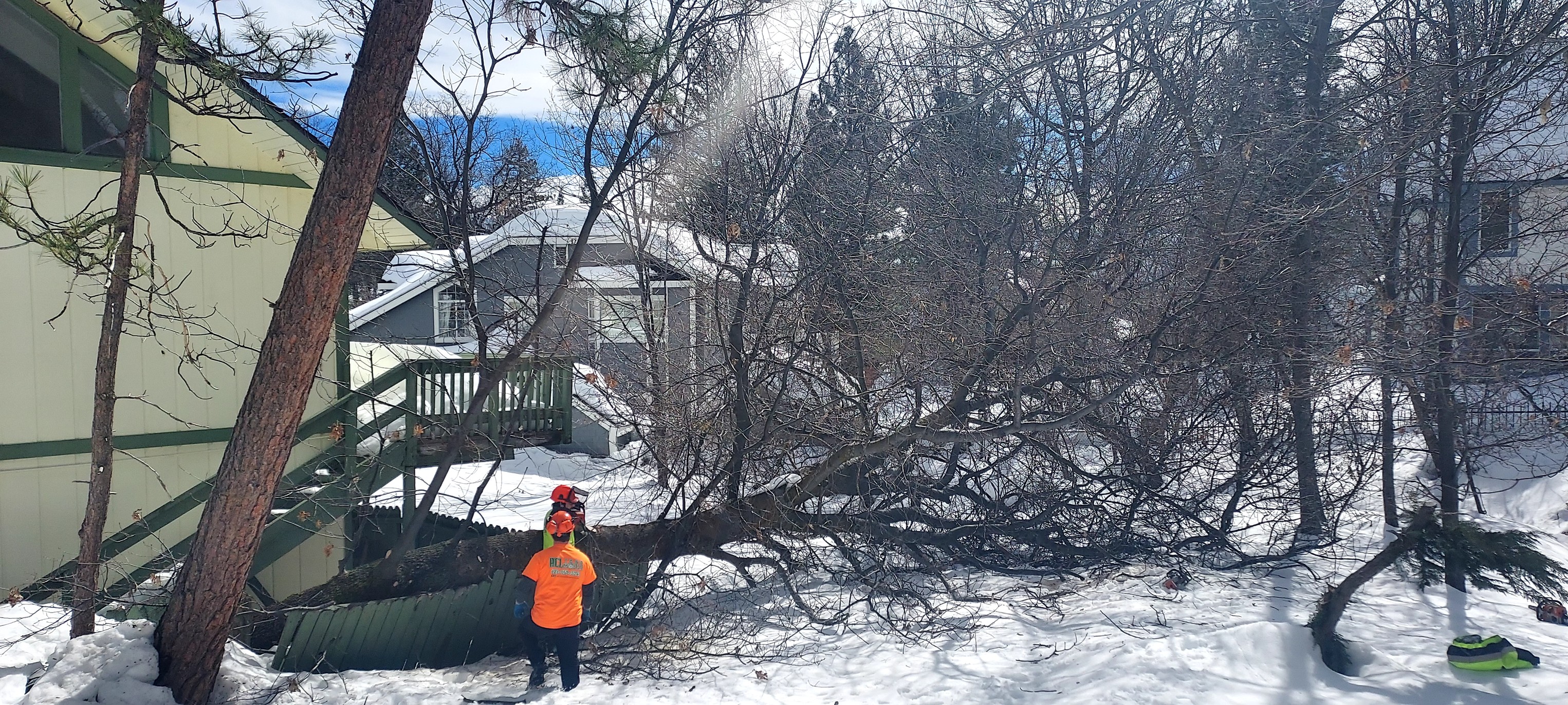 ACL Tree Works - 🌳Storm-damaged trees require skilled... | Facebook