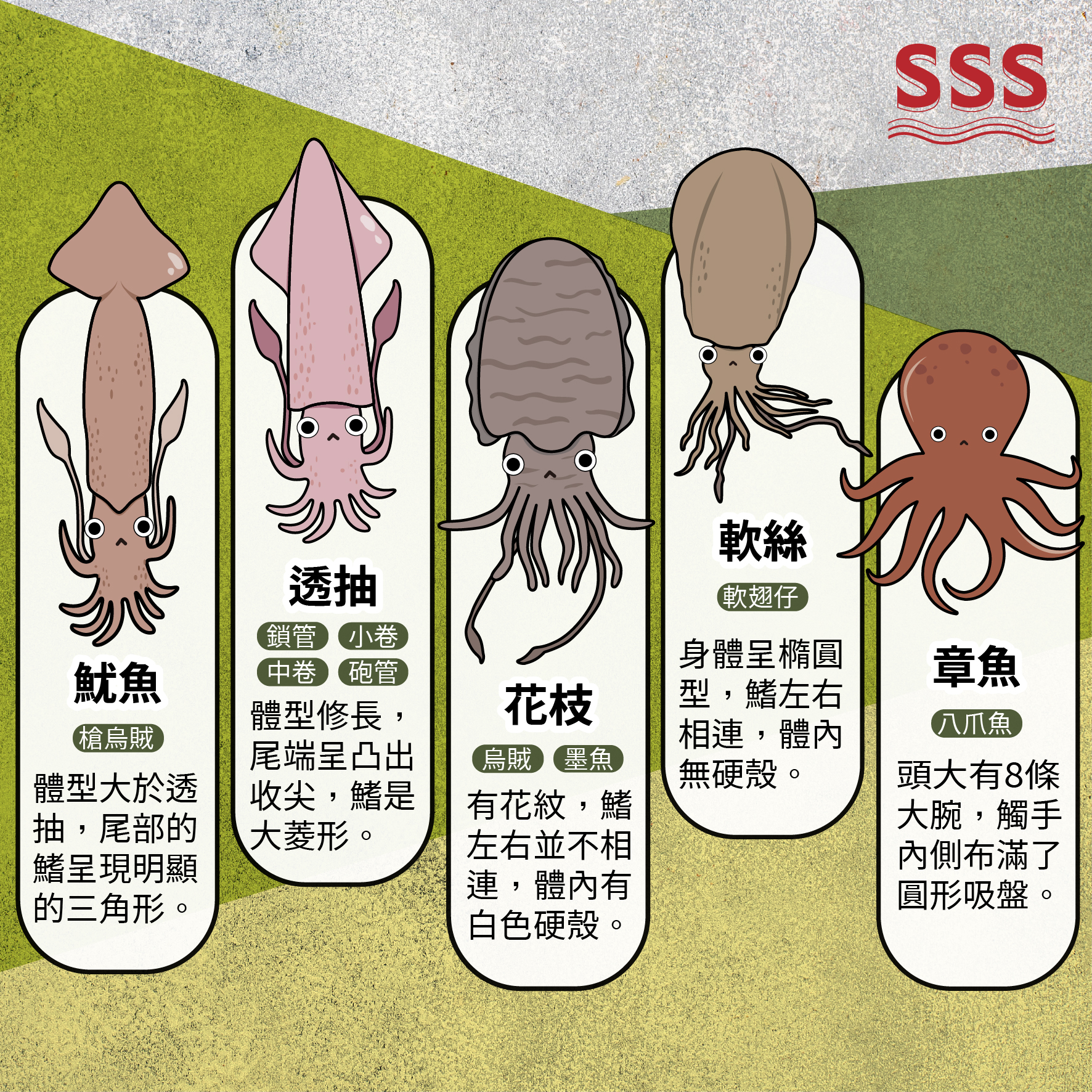 合豐水產有限公司 - 魷魚、透抽、花枝、軟絲好難分辨⁉️ 加上別稱就更混亂了!🫣🫣 跟小編一起來看看怎麼區分~🙌... | Facebook