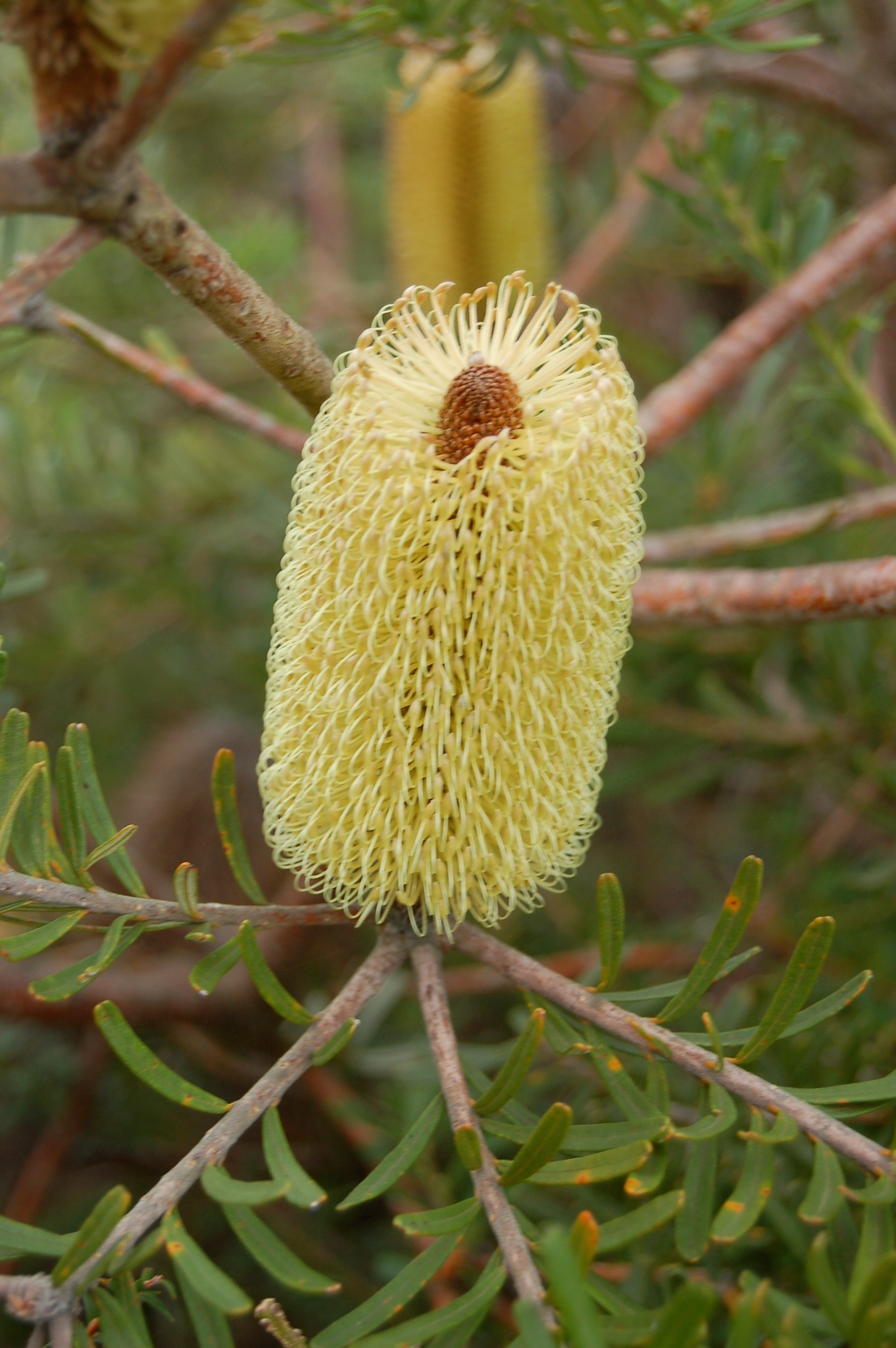 Oldina Nursery | Oldina TAS